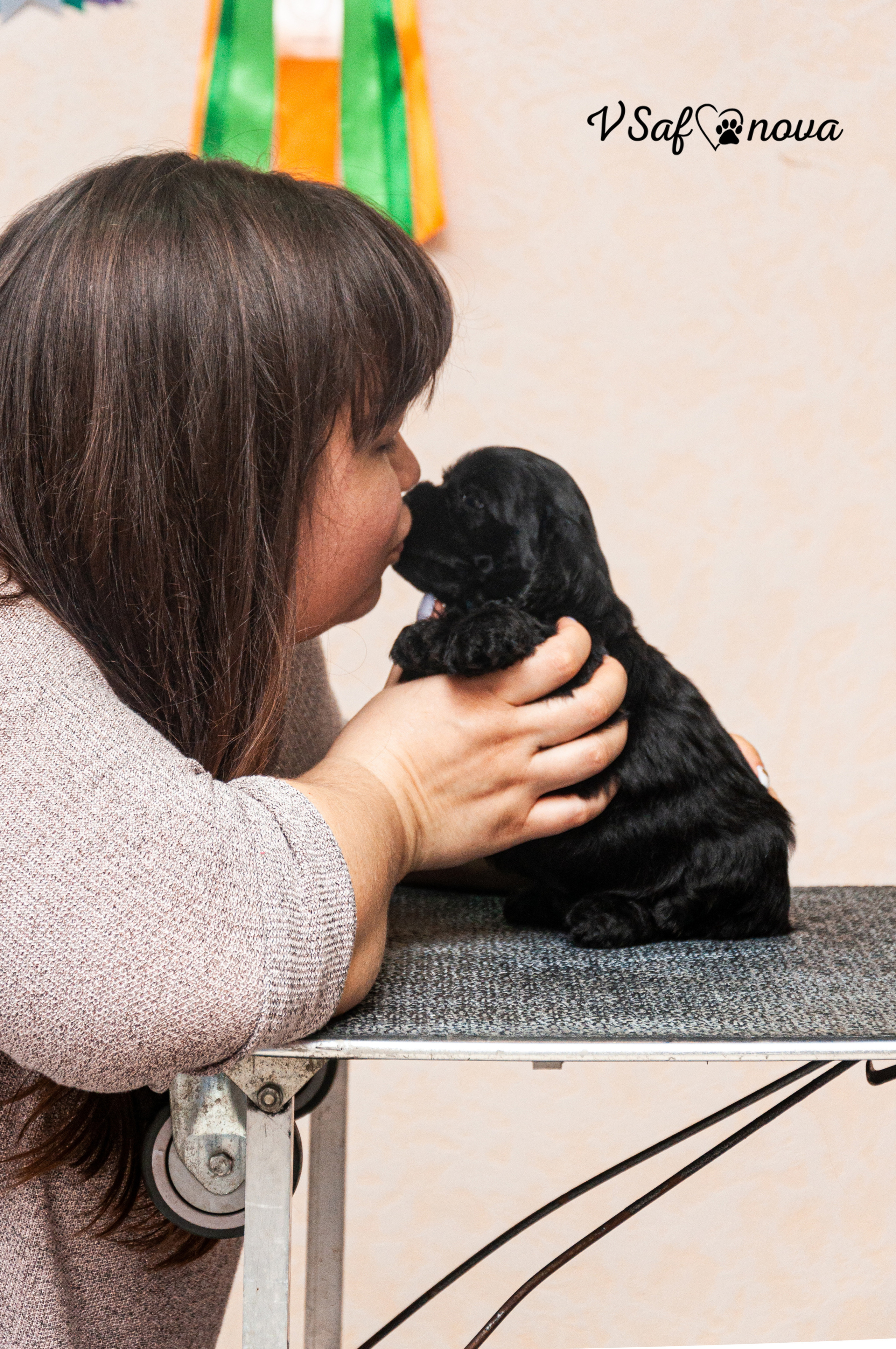 Американский кокер спаниель 26.03.2021. Фотограф анималист Благовещенск. Сафонова Виктория
