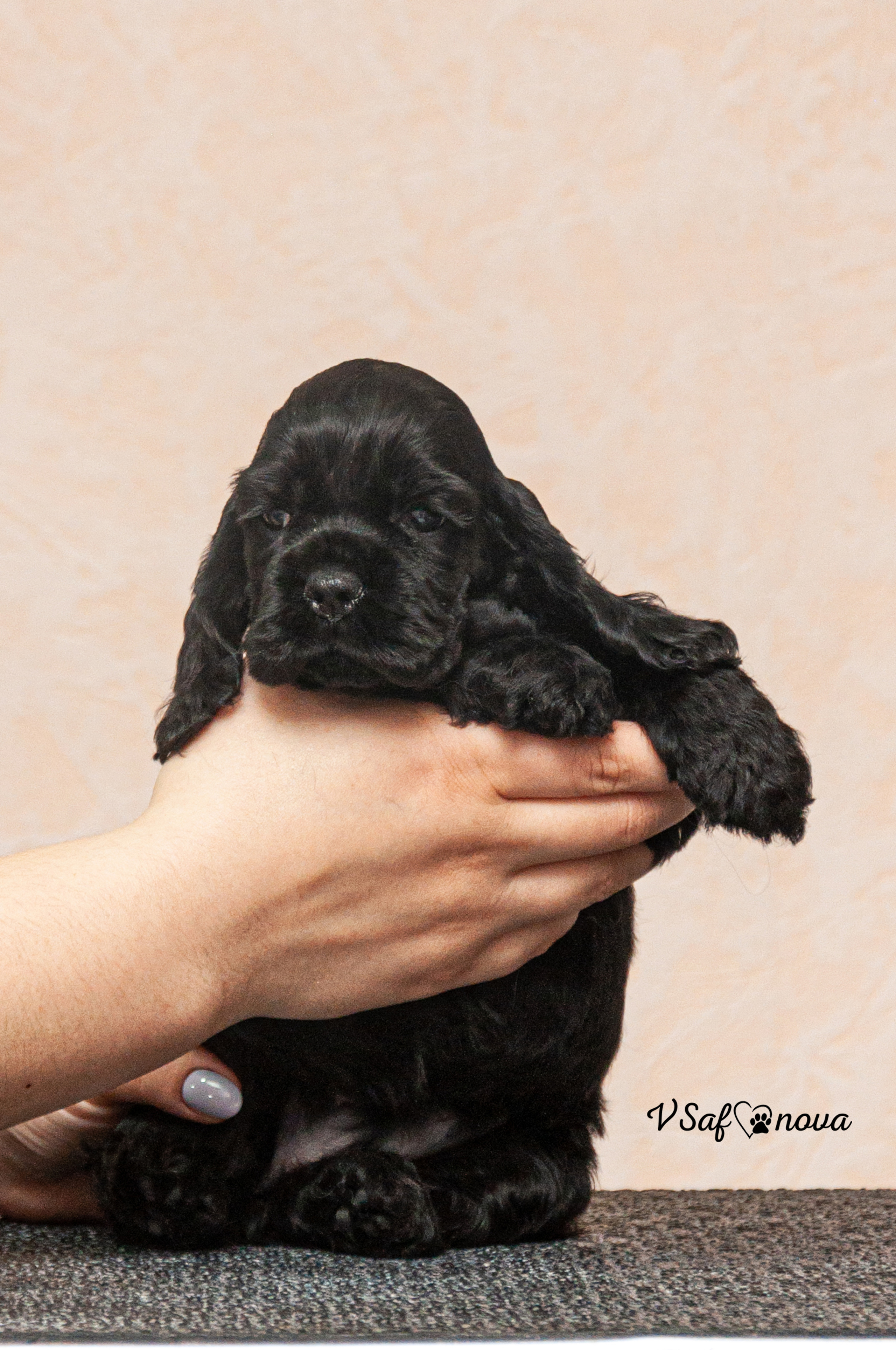 Американский кокер спаниель 26.03.2021. Фотограф анималист Благовещенск. Сафонова Виктория