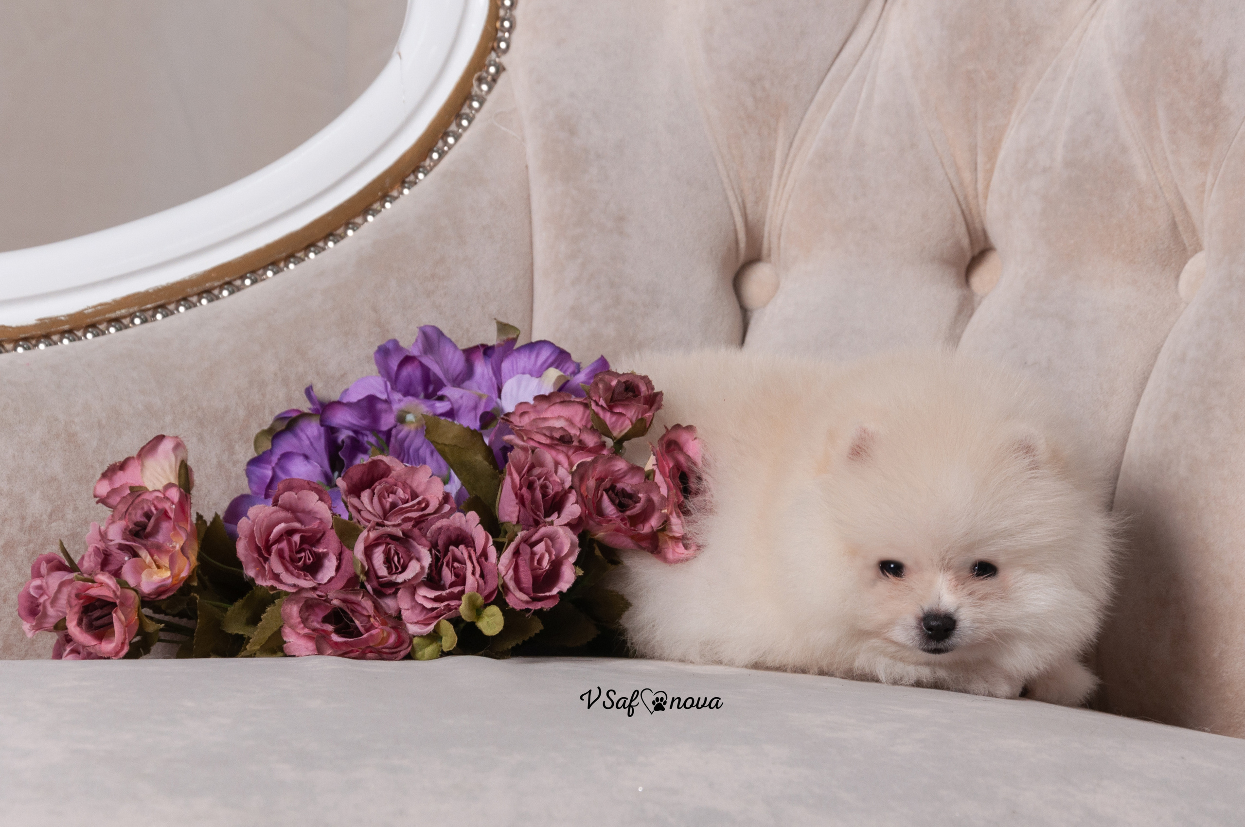 Немецкий шпиц 05.04.2021. Фотограф анималист Благовещенск. Сафонова Виктория