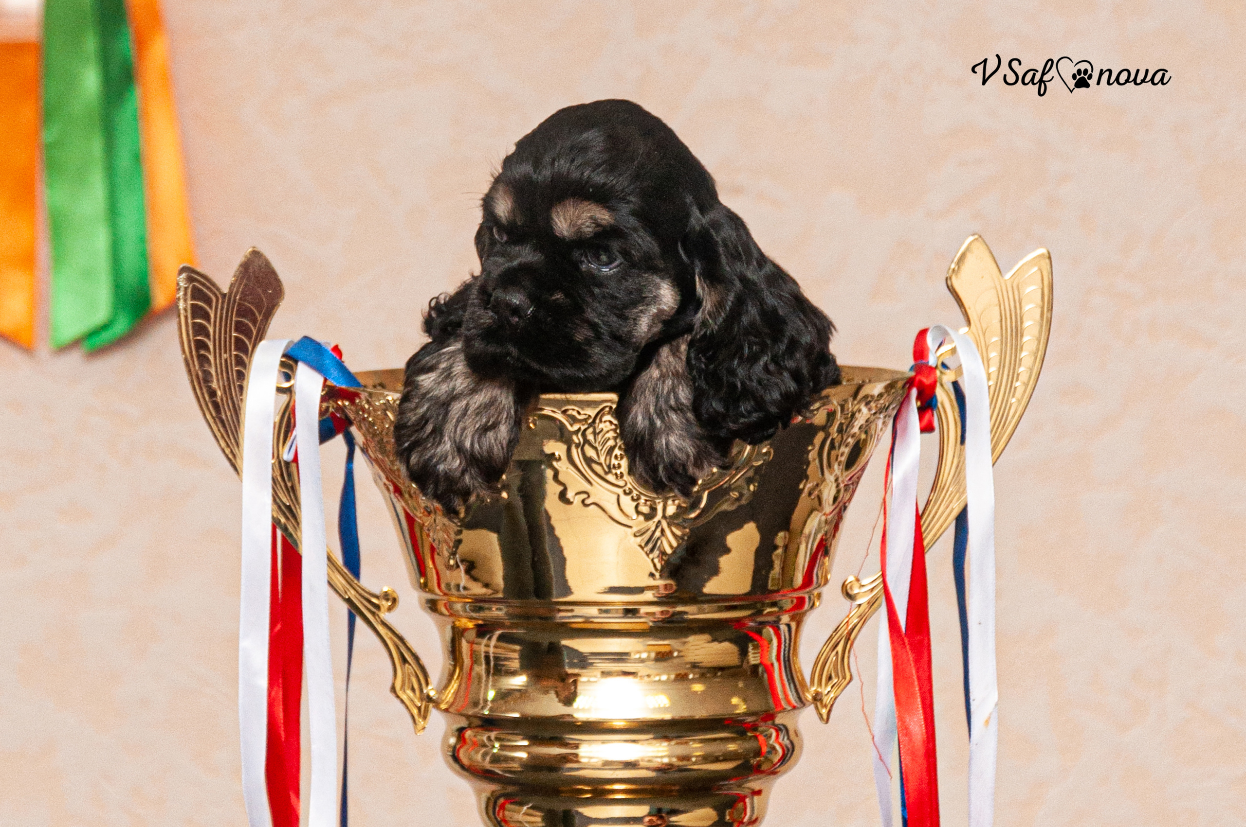 Американский кокер спаниель 26.03.2021. Фотограф анималист Благовещенск. Сафонова Виктория