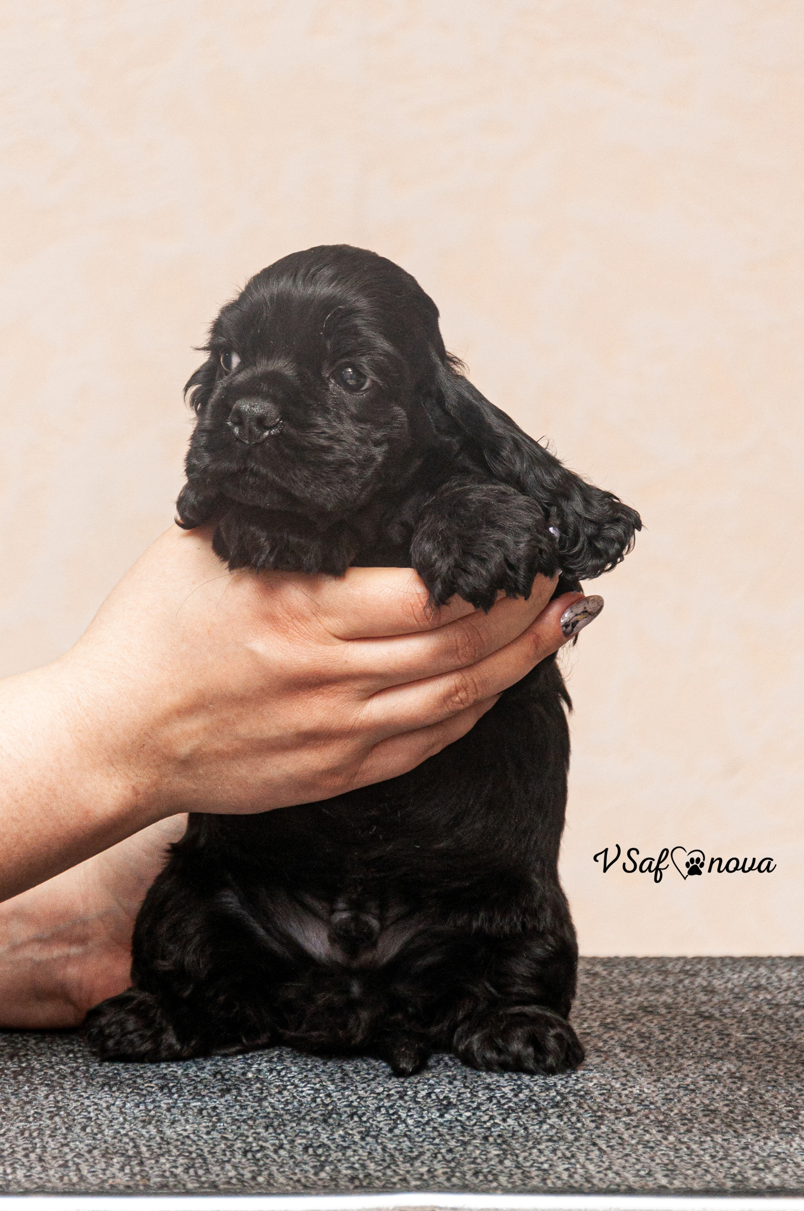 Американский кокер спаниель 26.03.2021. Фотограф анималист Благовещенск. Сафонова Виктория