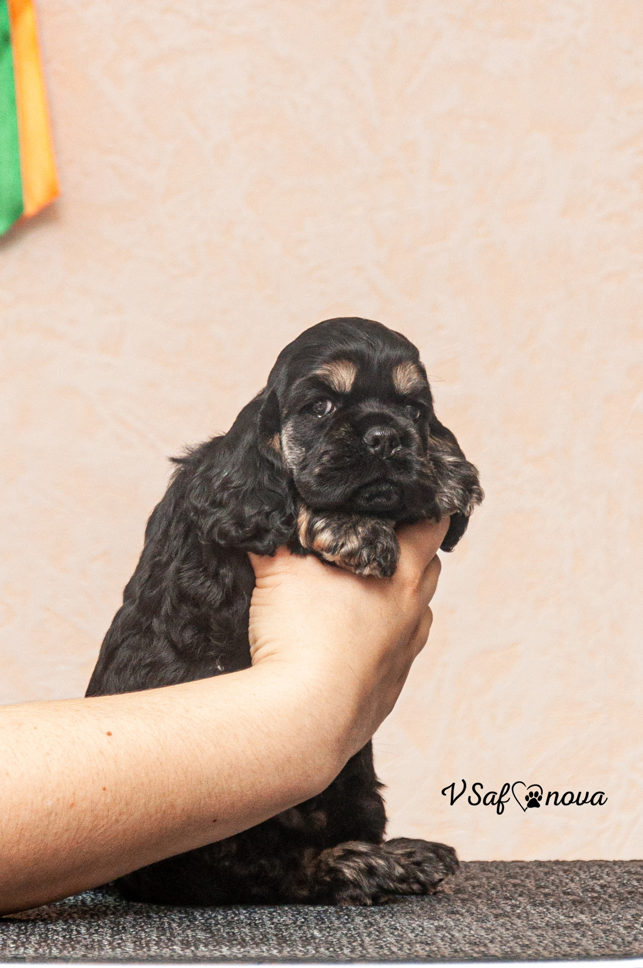 Американский кокер спаниель 26.03.2021. Фотограф анималист Благовещенск. Сафонова Виктория