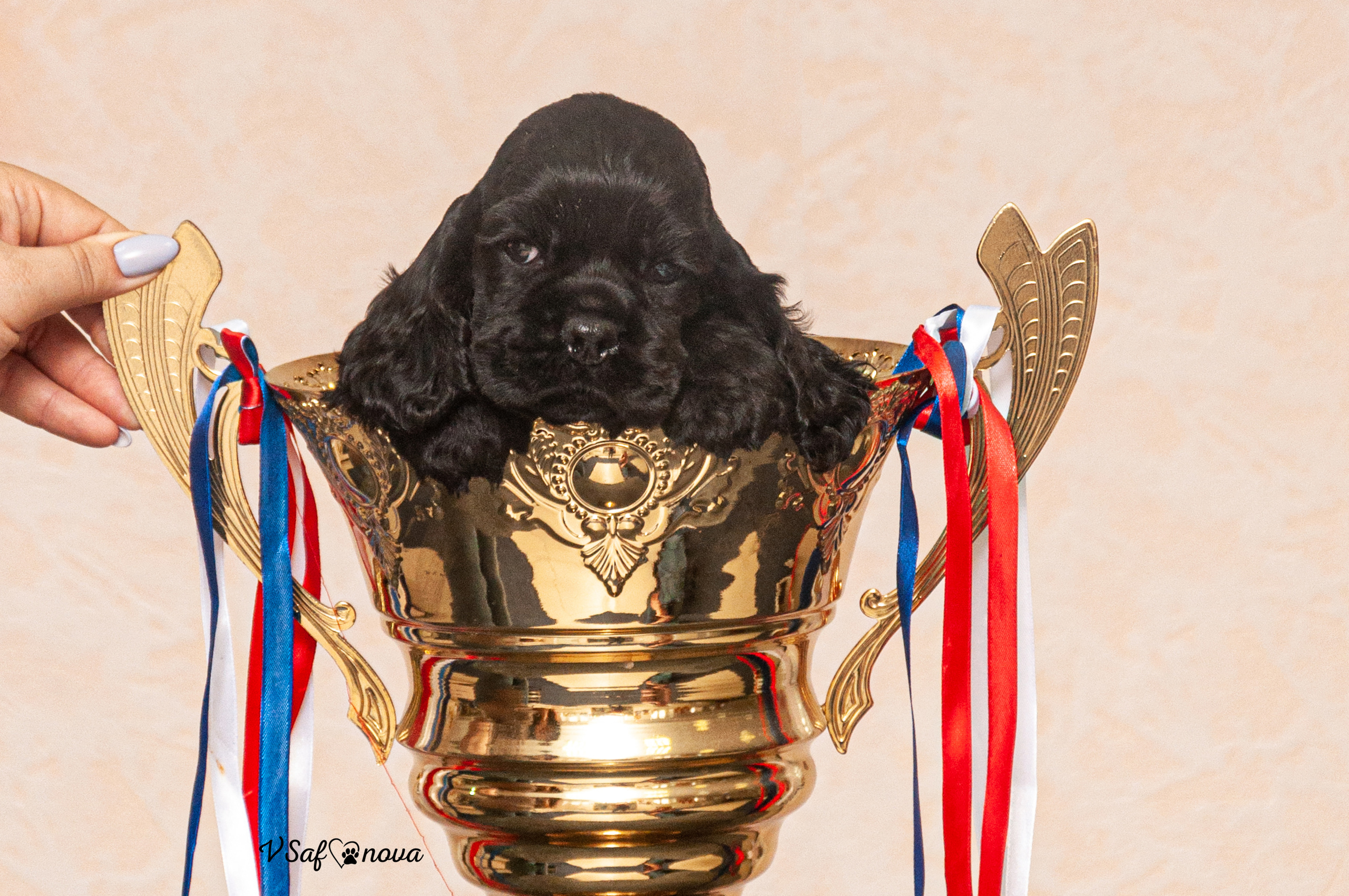 Американский кокер спаниель 26.03.2021. Фотограф анималист Благовещенск. Сафонова Виктория