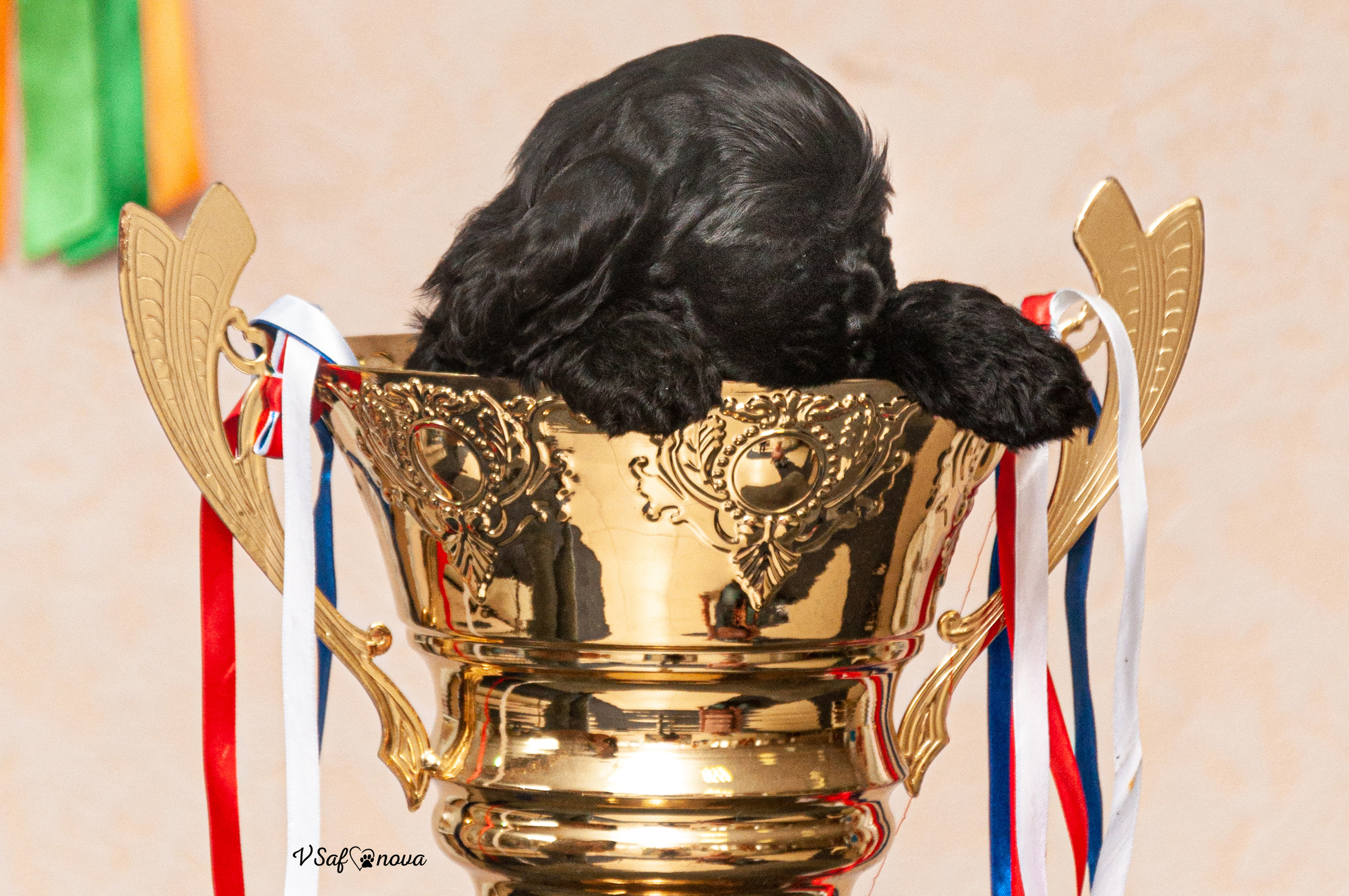 Американский кокер спаниель 26.03.2021. Фотограф анималист Благовещенск. Сафонова Виктория