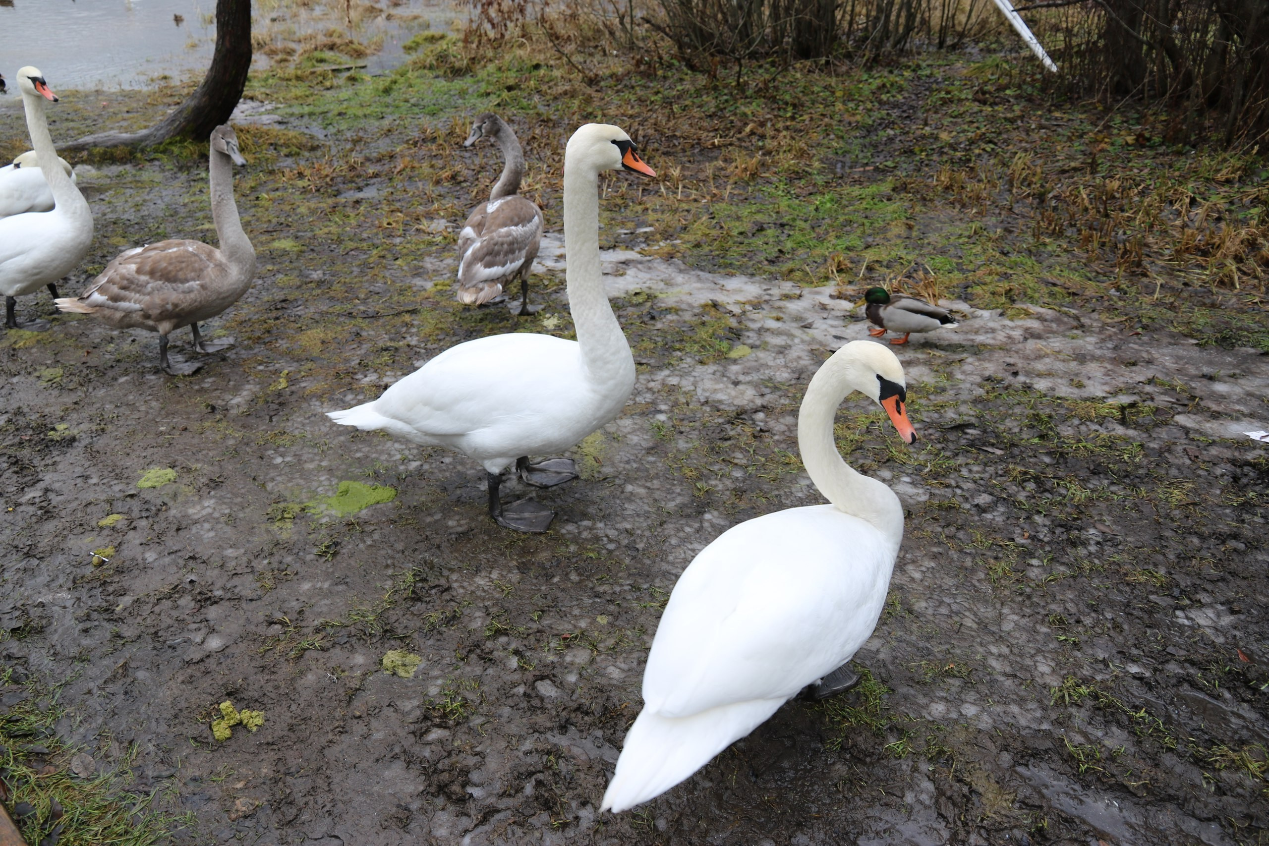 Псков | 18-20.11.2016. Галерея Фантим