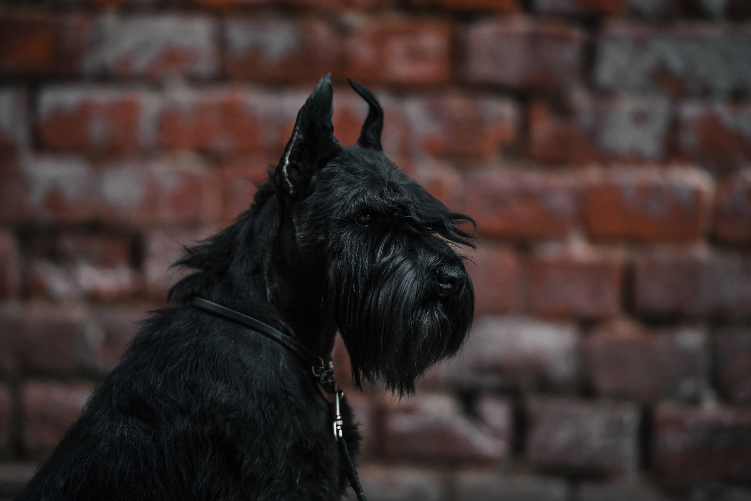 черный шнауцер