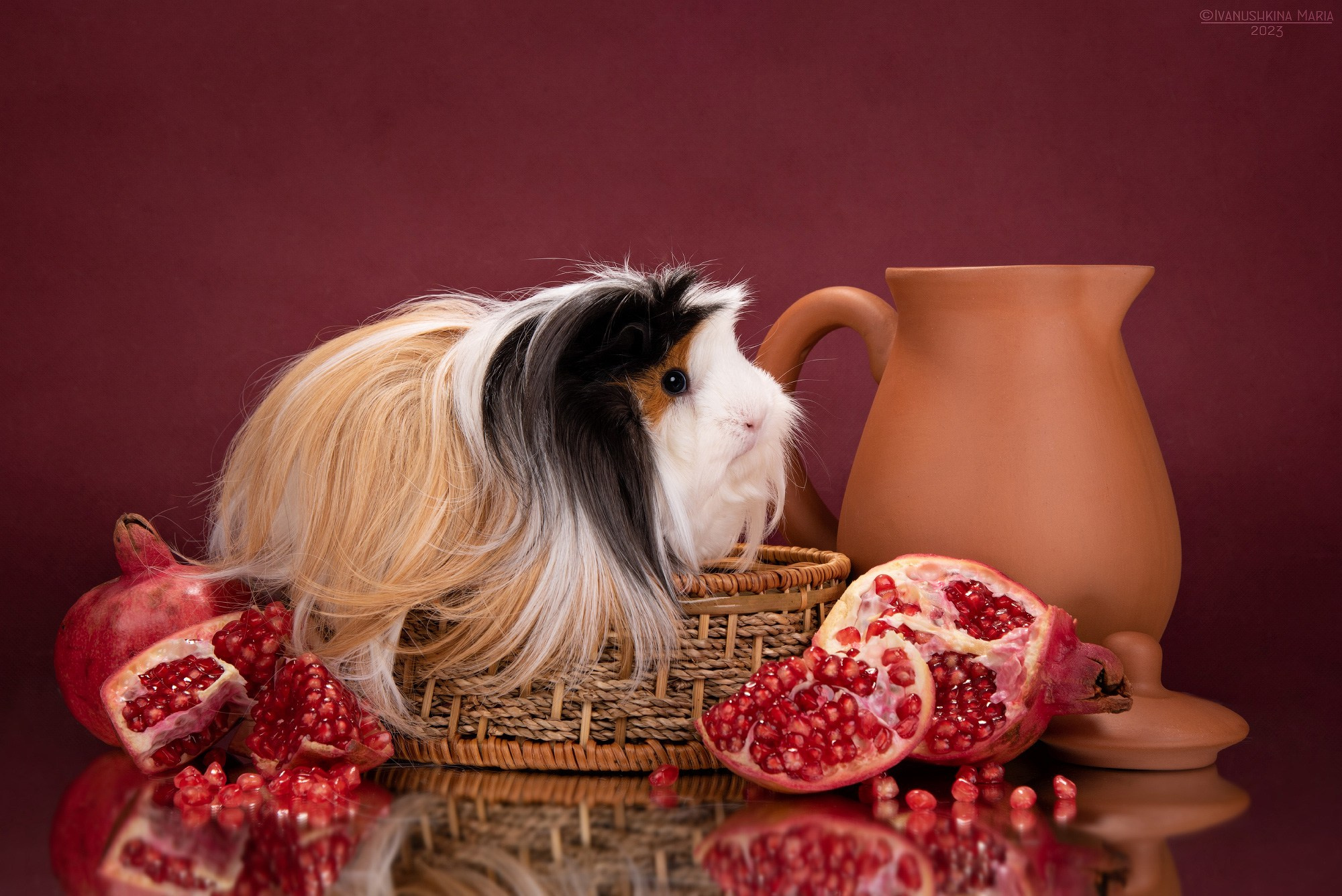 Фотосессии экзотических животных в студии. Фотограф собак в Москве и Московской области Иванушкина Мария