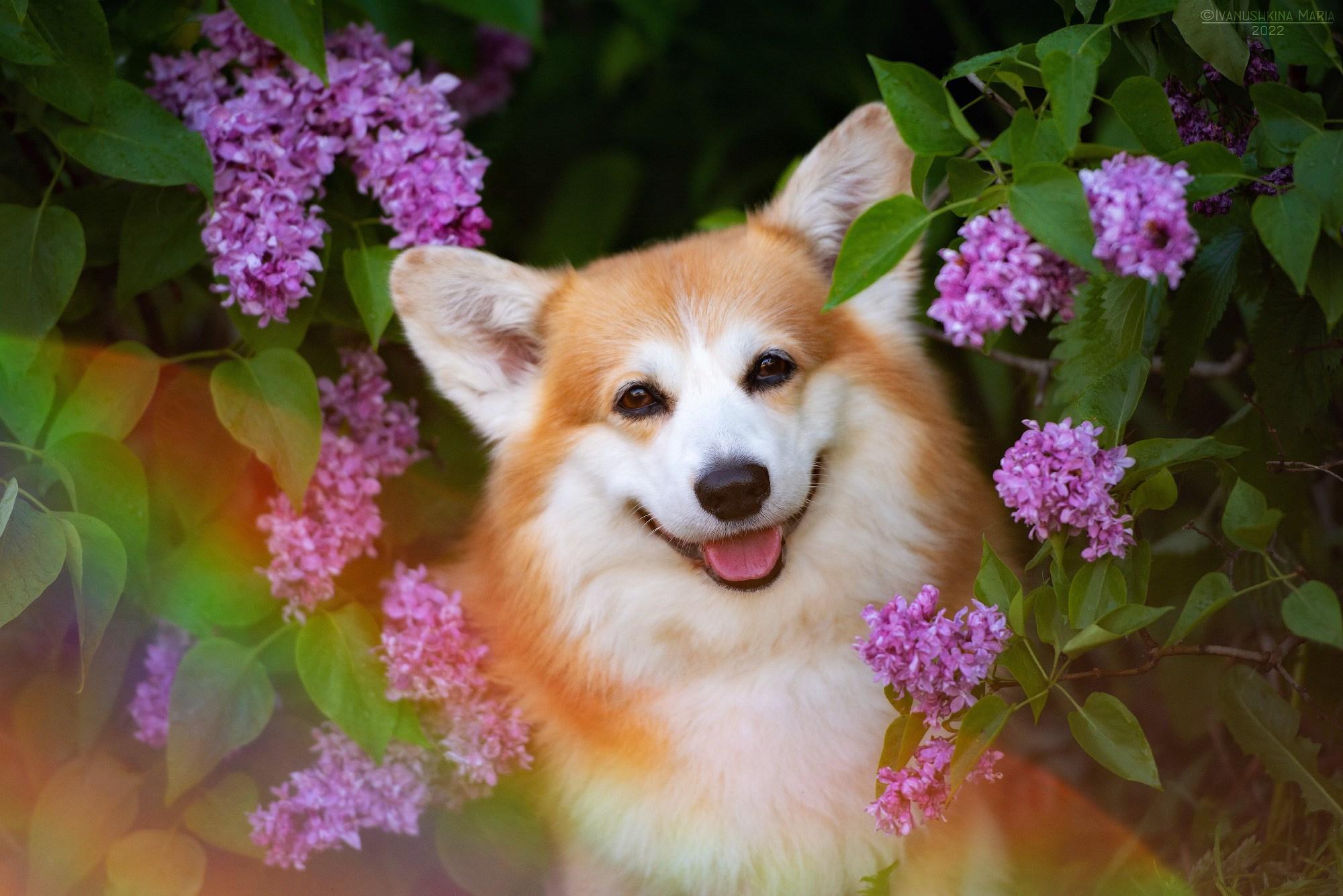 Фотограф-анималист. Фотограф собак в Москве и Московской области Иванушкина Мария