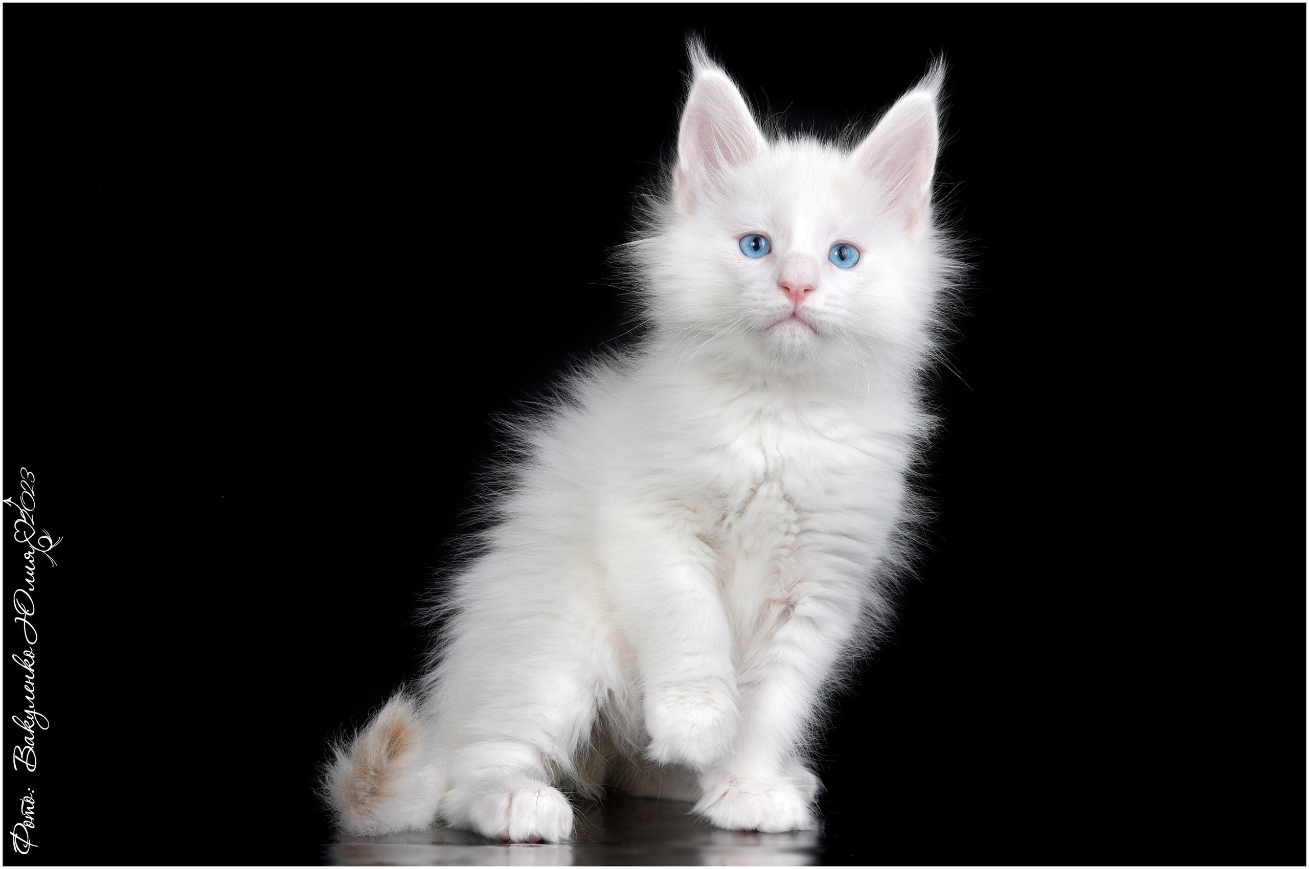 Котята. Фотограф анималист | семейный Юлия Вакуленко, г. Краснодар