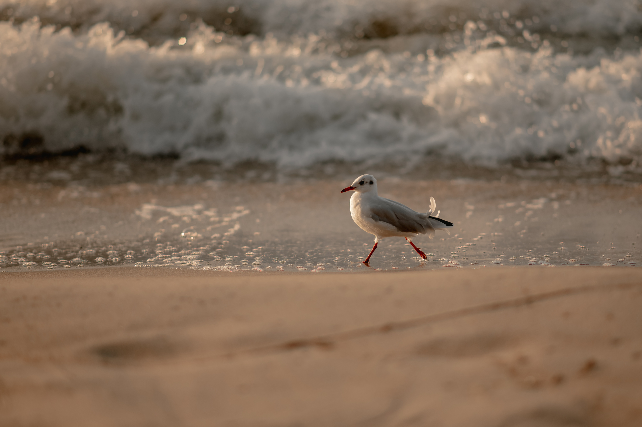 Пиратская история. Детский и семейный фотограф/видеограф Галина Чеб