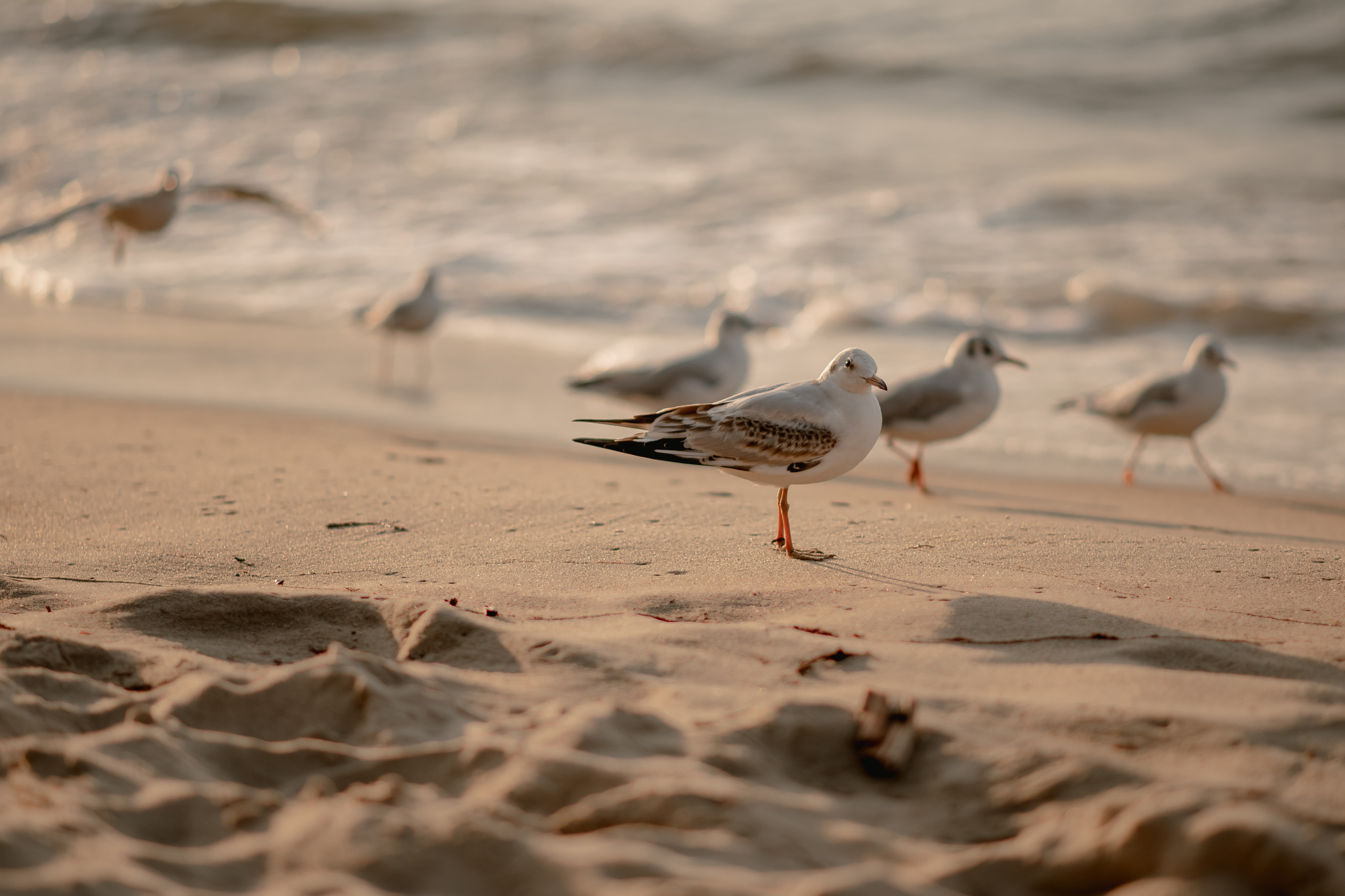 Пиратская история. Детский и семейный фотограф/видеограф Галина Чеб