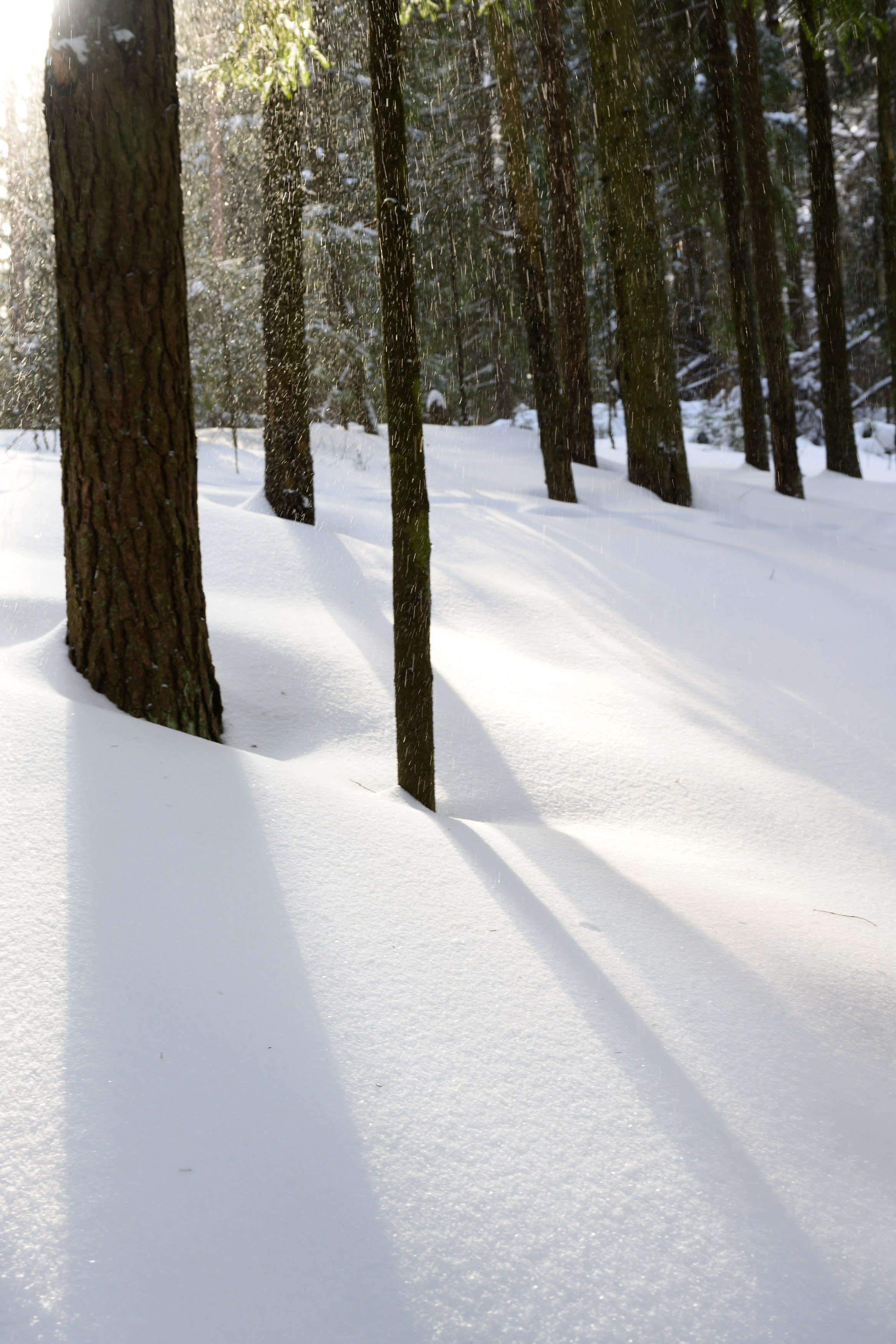Landscape, nature, plants, details of the world around us. Personal website of photographer Dmitry Raikin