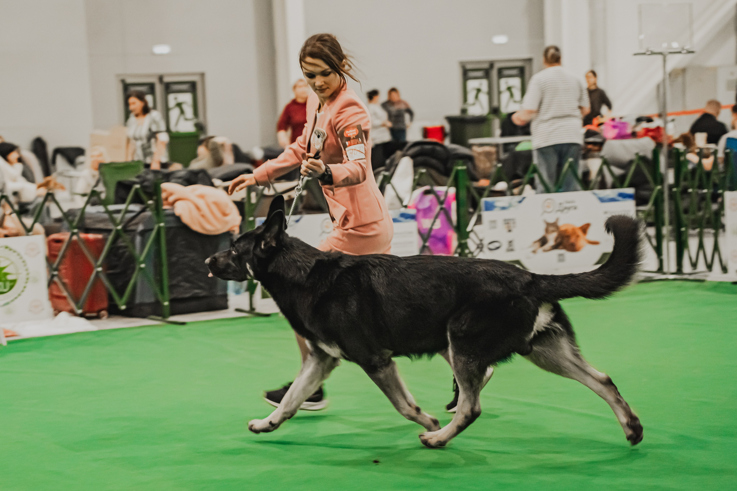 Международная выставка собак всех пород. Репортажный фотограф Анастасия Рубцова