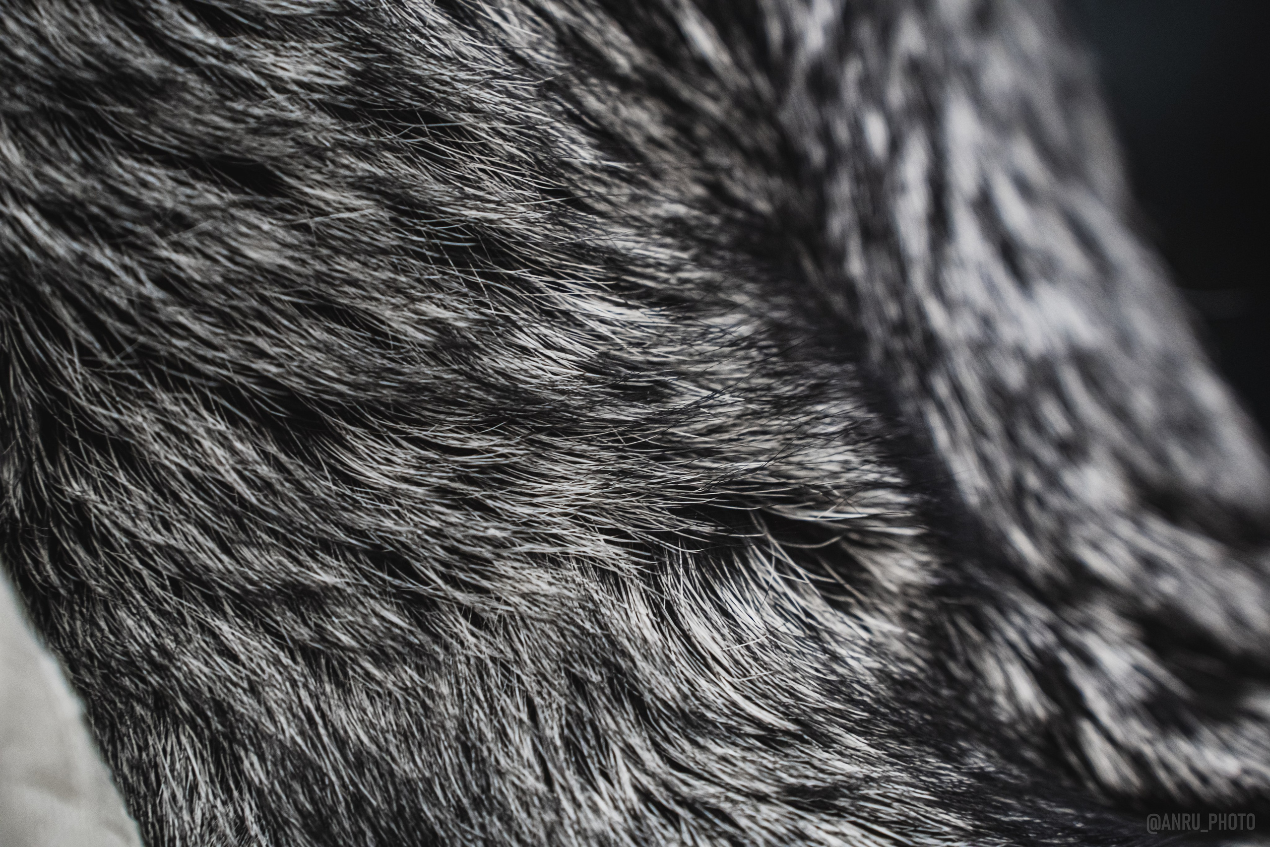 Fox Family fest. Репортажный фотограф Анастасия Рубцова