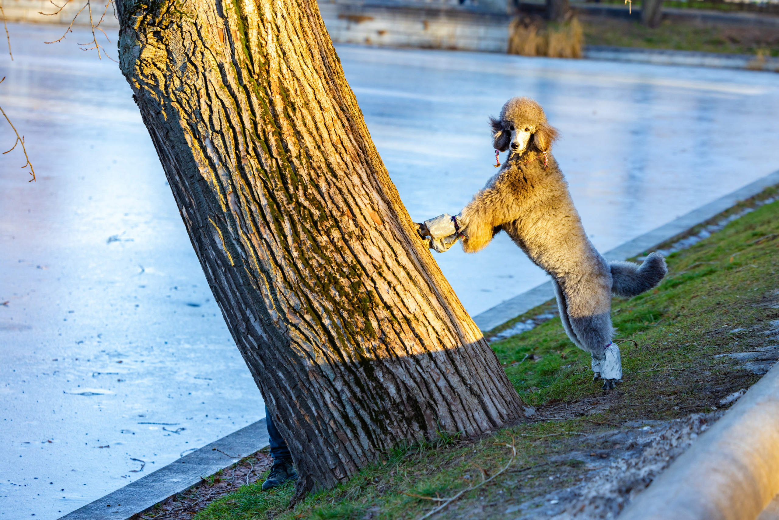 Клуб грумеров (прогулка и семинары). Виктория Зудина — фотограф в Москве