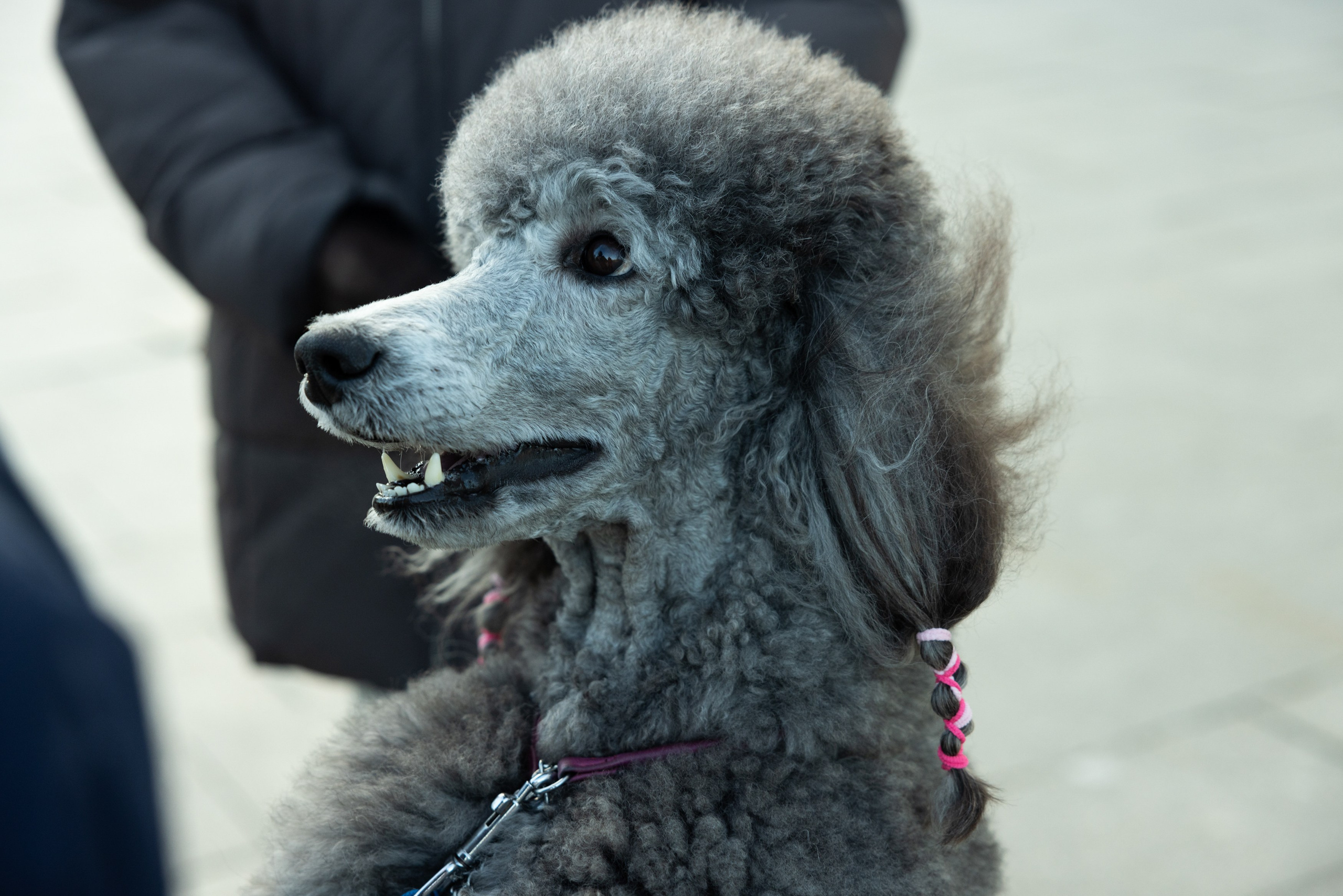 Клуб грумеров (прогулка и семинары). Виктория Зудина — фотограф в Москве