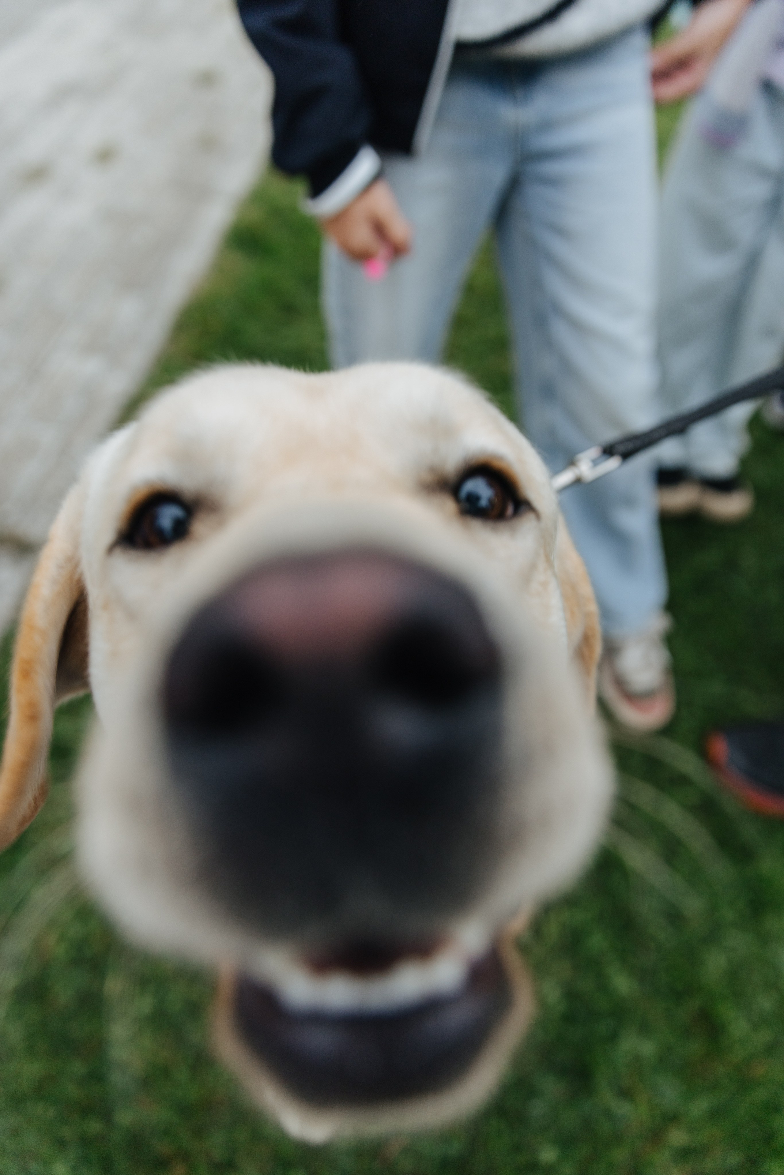 Хвостатый репортаж. Аксана Лисовская фотограф в Москве. Фотографии с характером