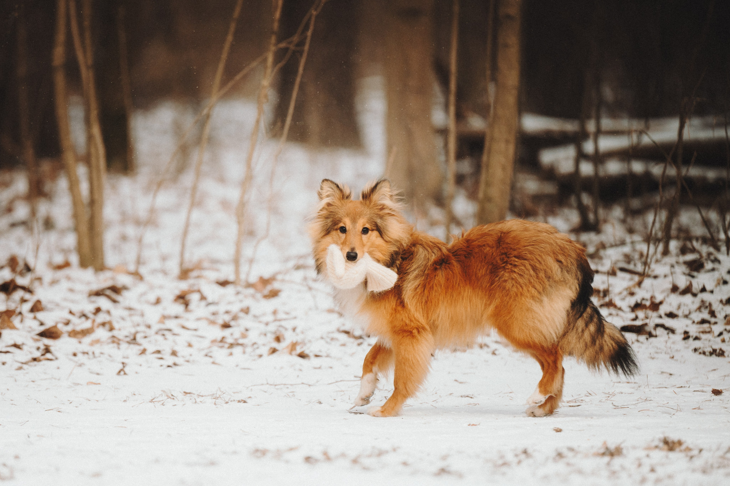 Дарья, Стас и Спика. Семейный фотограф анималист Ананьева Мария — Москва