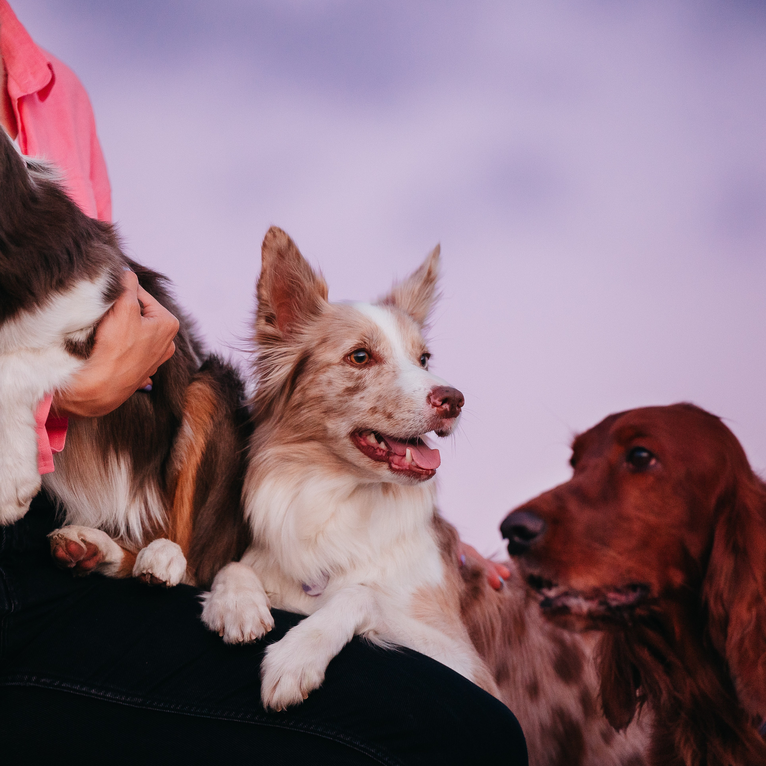 Маша, Лика, Нао и Рафта. Семейный фотограф анималист Ананьева Мария — Москва