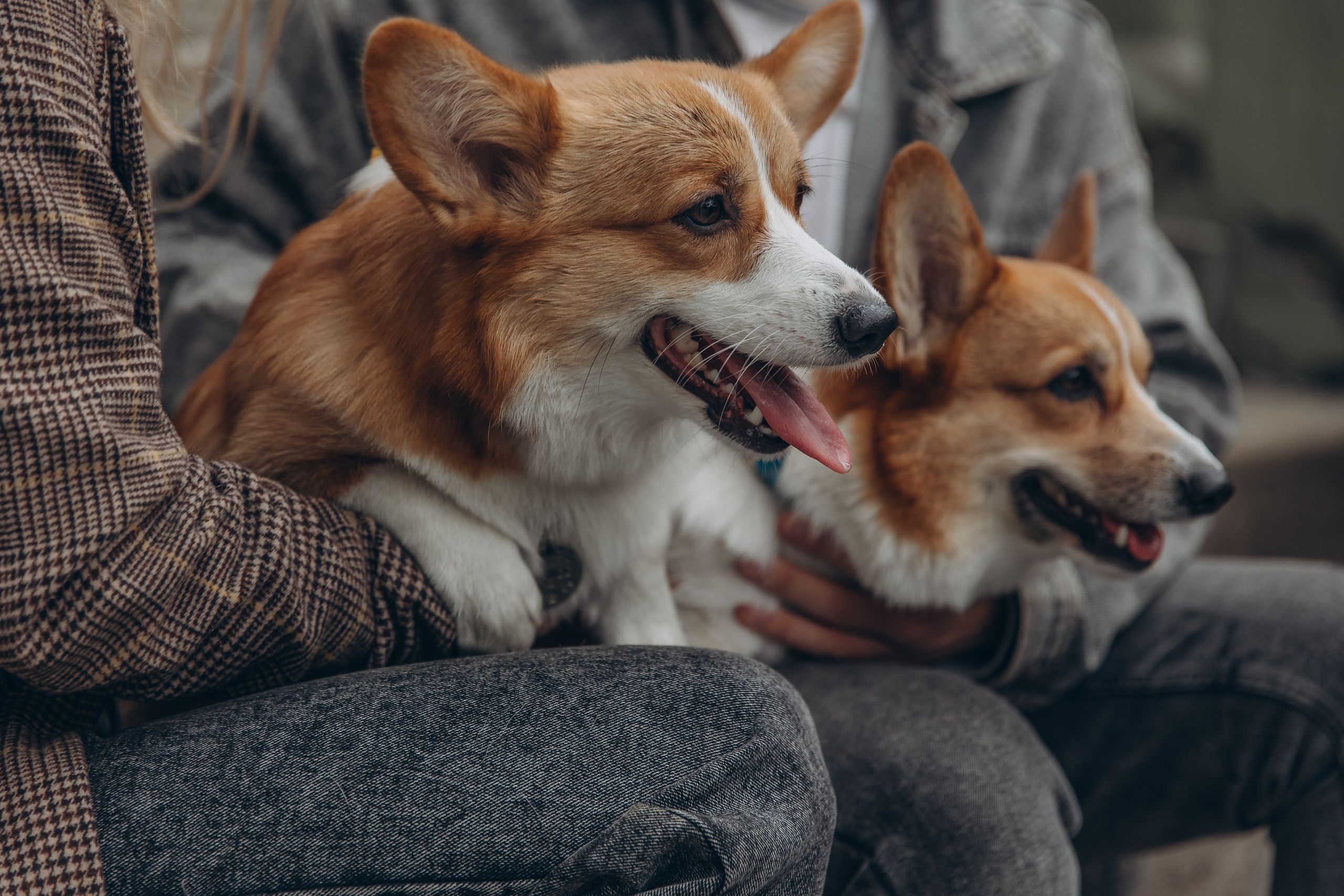«Королевский Корги» 2. Фотограф Алина Ионычева в Новосибирске