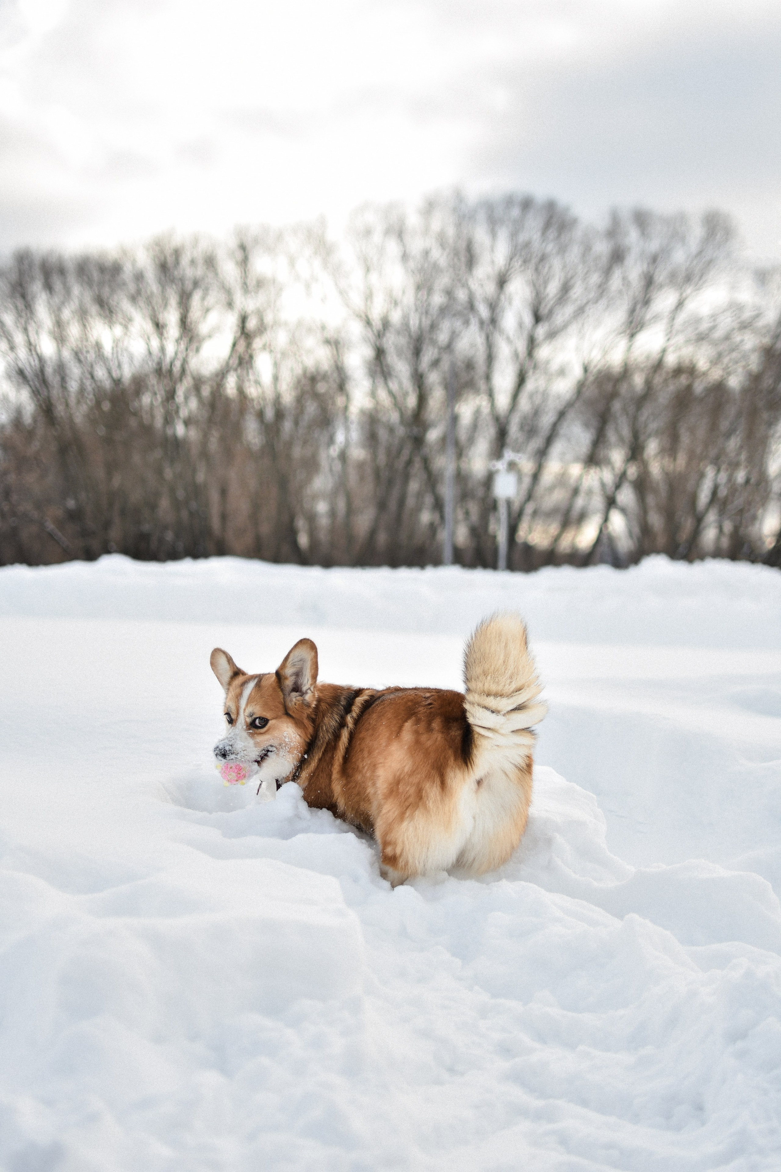 Алекс и Вера. Фотограф-анималист Ксения Шевцова|Москва