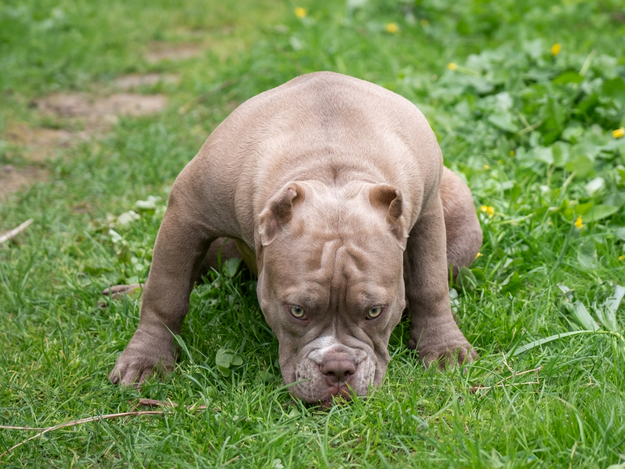 Американские булки для Ирины). Зоофотограф, фотограф животных в Москве и области Дина Дамоцева