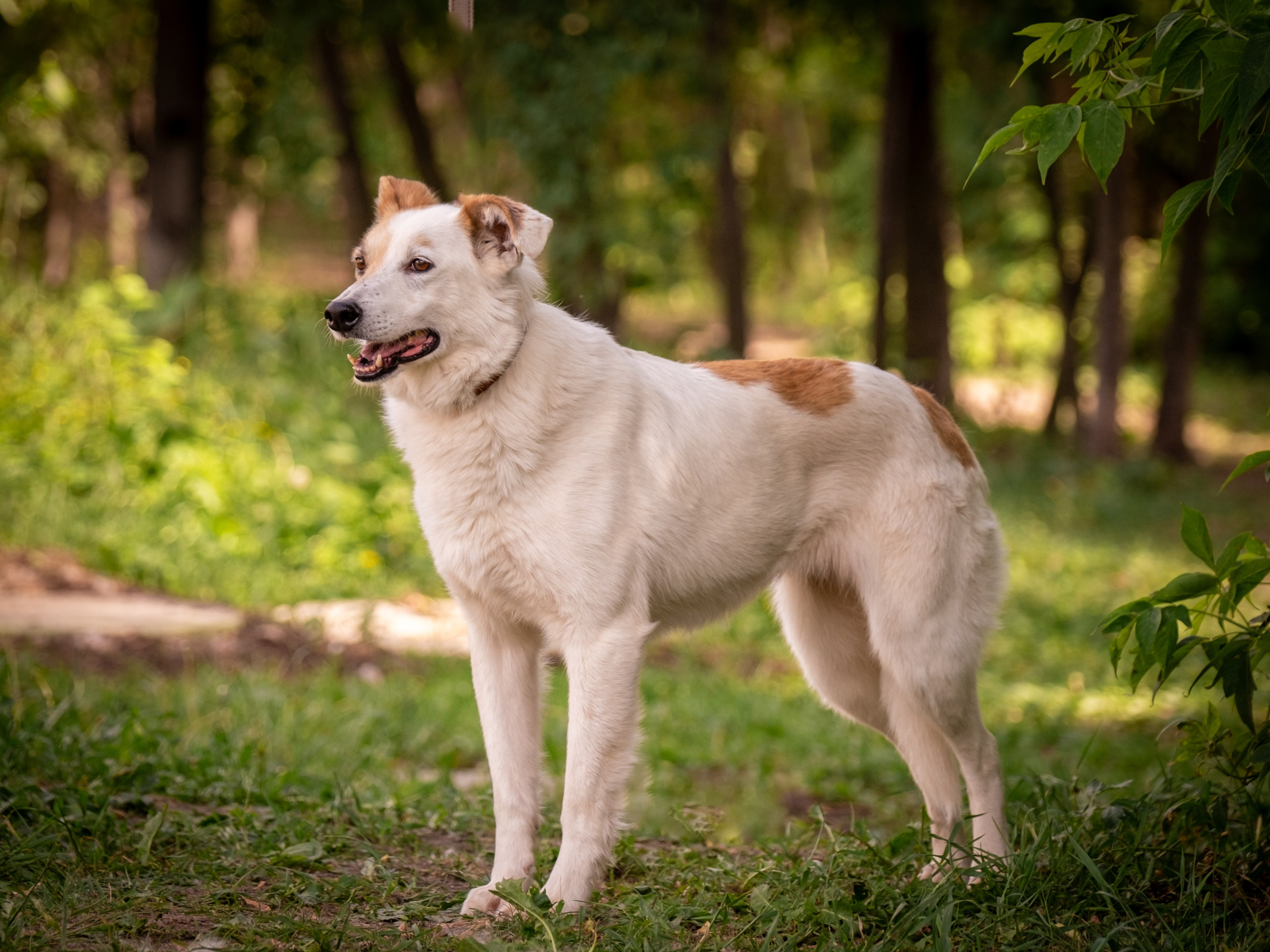 Приют Бирюлёво — для Надежды!. Зоофотограф, фотограф животных в Москве и области Дина Дамоцева