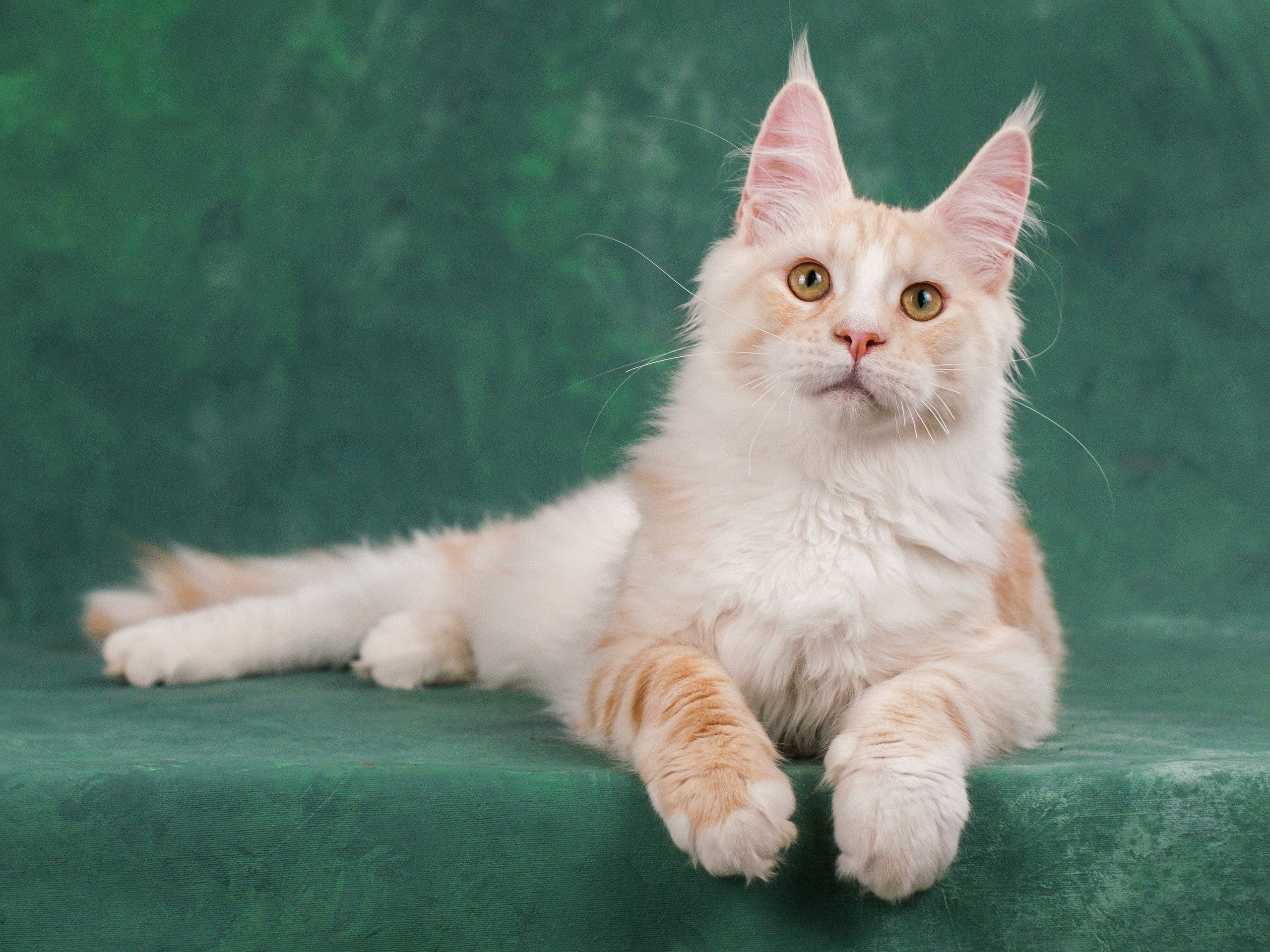 Мейн-куны для Анастасии. Зоофотограф, фотограф животных в Москве и области Дина Дамоцева