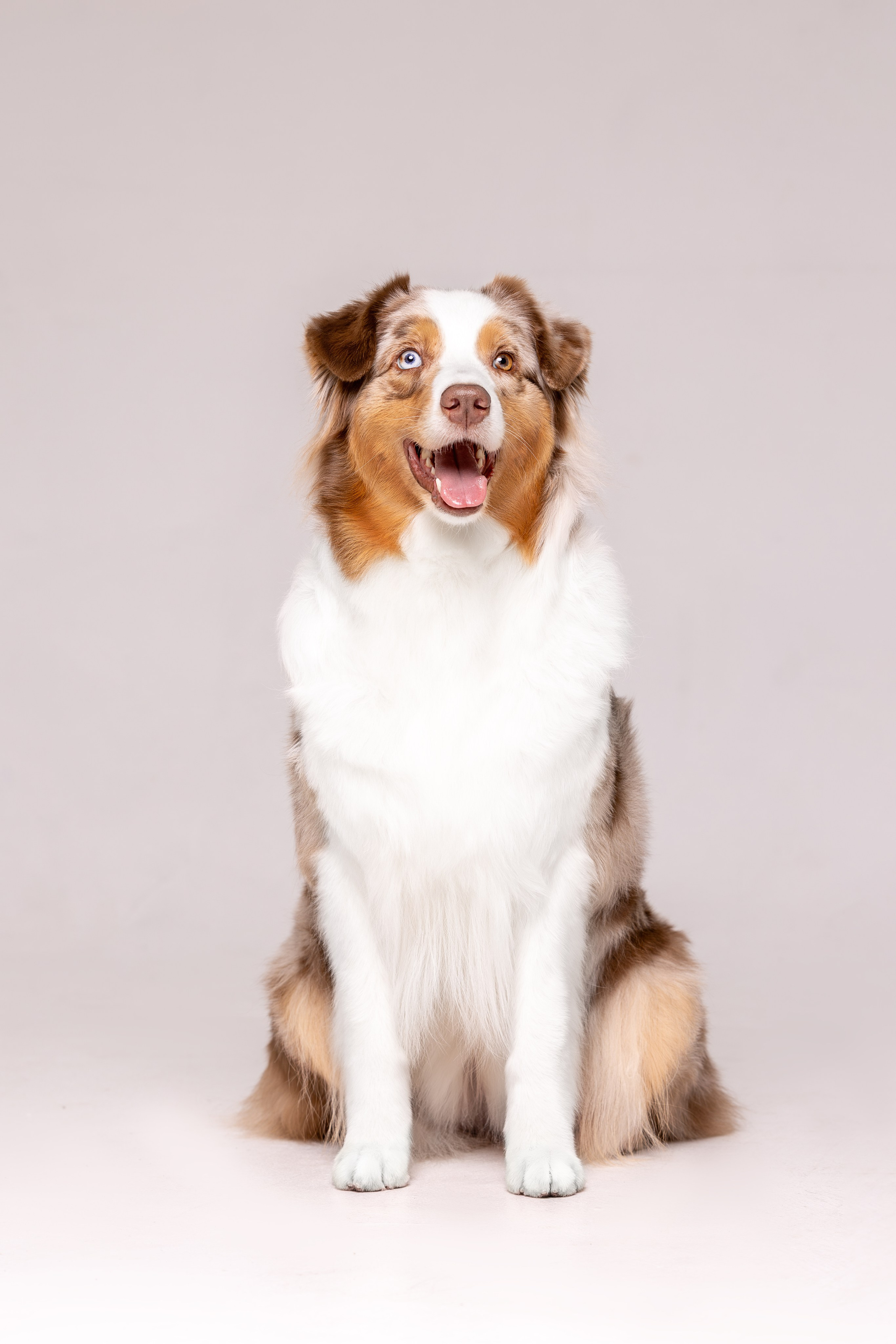 Полли, Австралийская Овчарка. Ирина Голомб|Фотограф-анималист в  Сочи и Калининграде