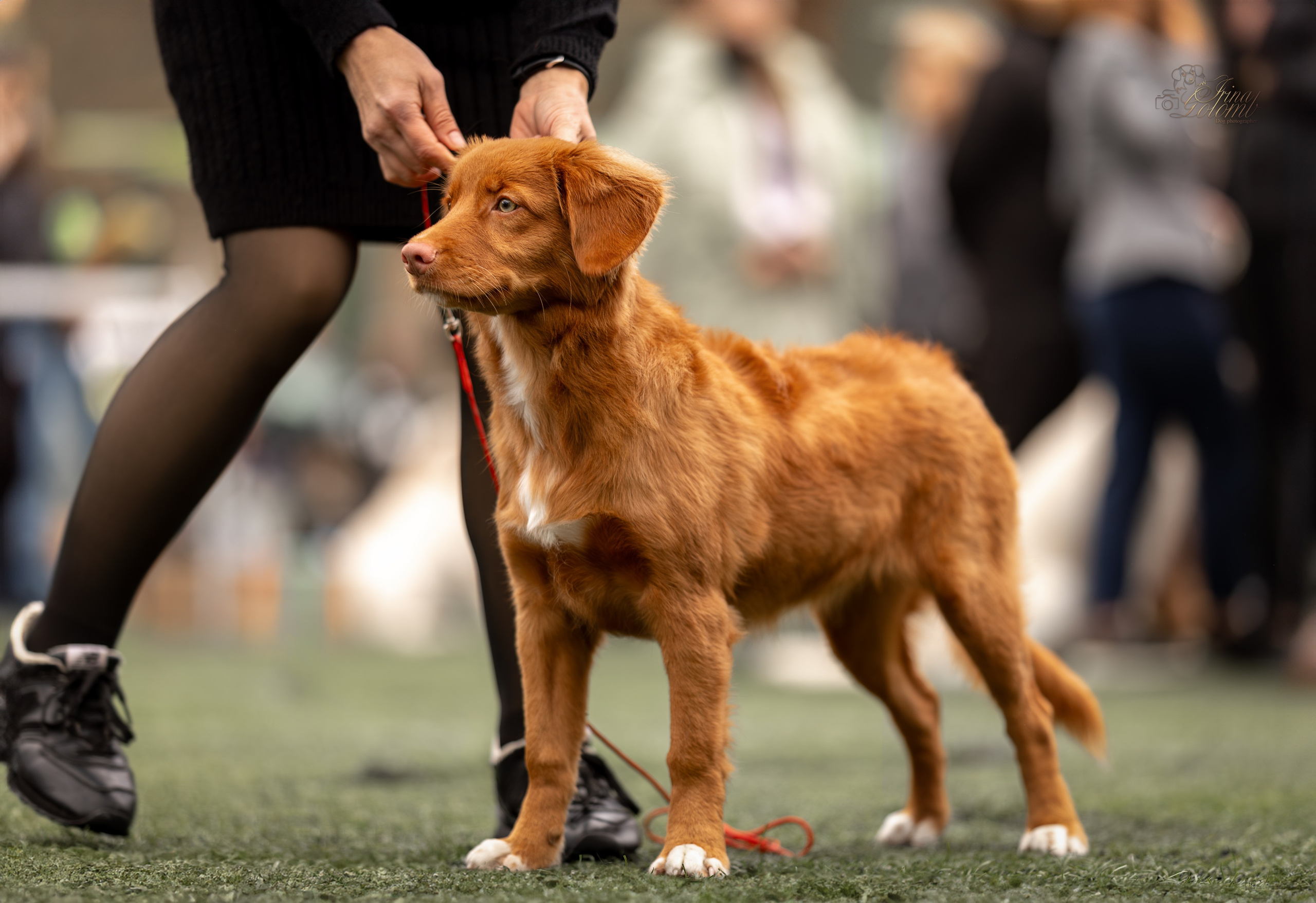 Выставка 17.12.23. Ирина Голомб|Фотограф-анималист в  Сочи и Калининграде