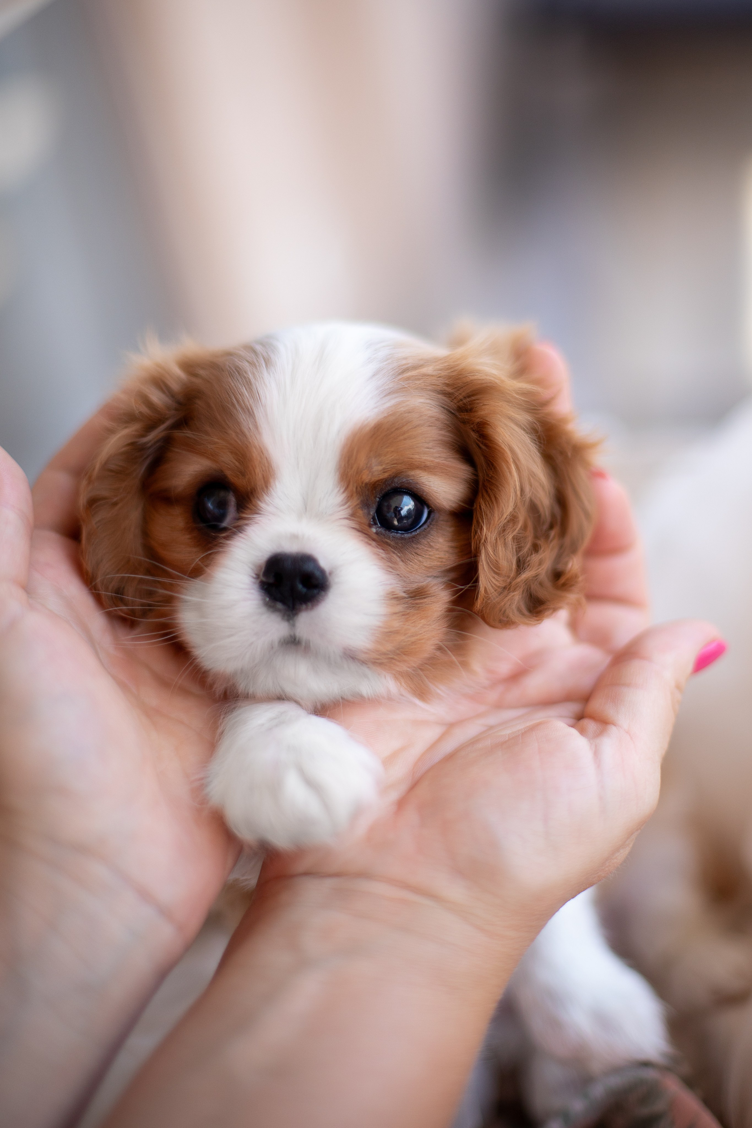 Малыши Кавалер Кинг Чарльз Спаниели. Ирина Голомб|Фотограф-анималист в  Сочи и Калининграде