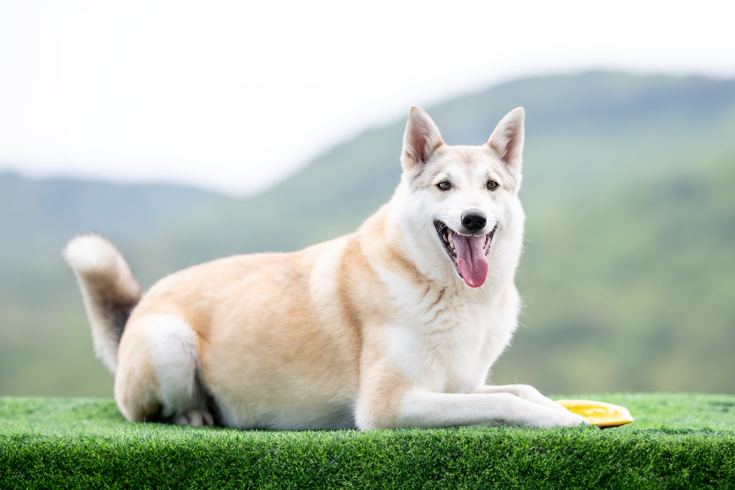 Мини-приют «Возрождение». Ирина Голомб|Фотограф-анималист в  Сочи и Калининграде