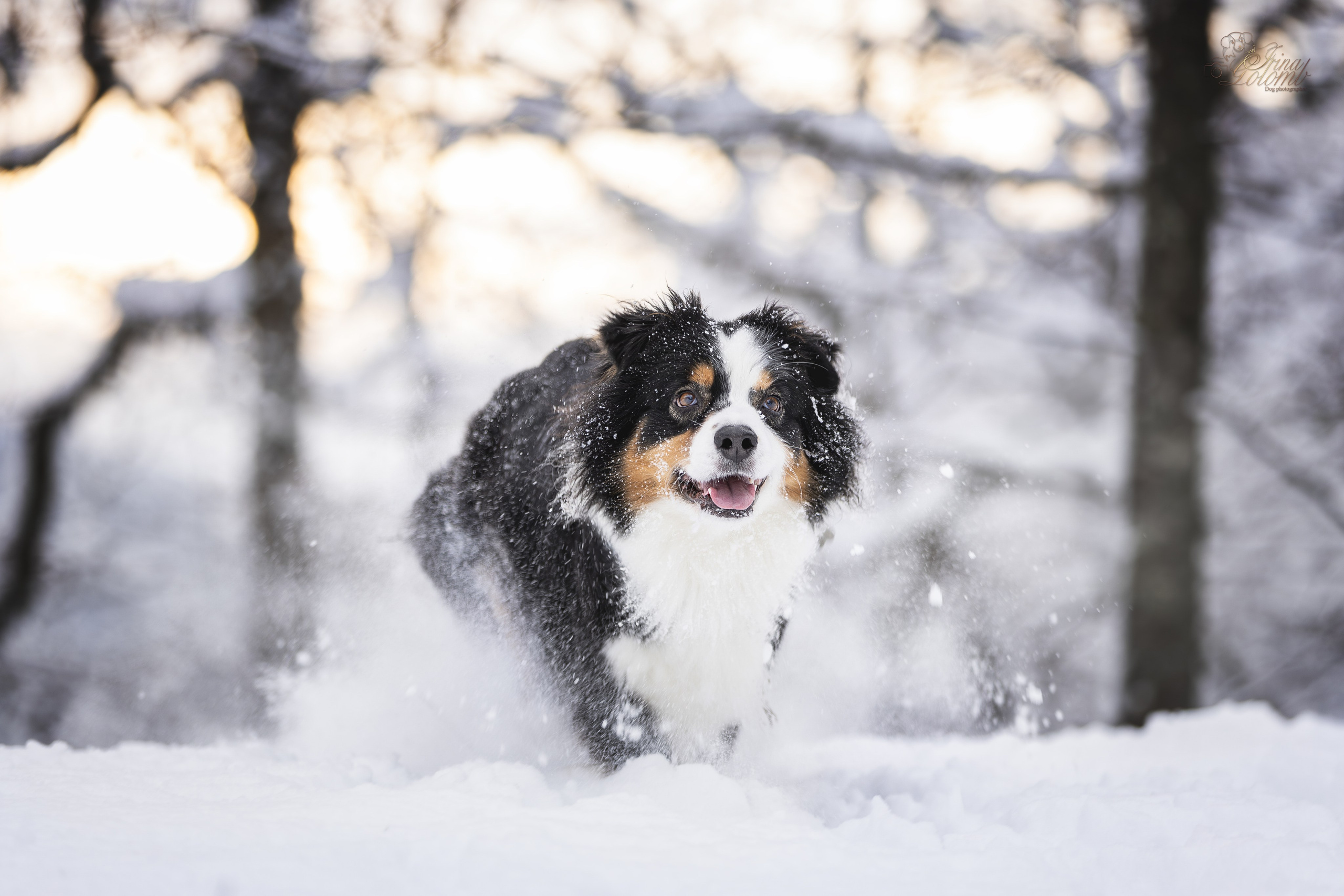 Догтуса Тропа Ефремова. Ирина Голомб|Фотограф-анималист в  Сочи и Калининграде