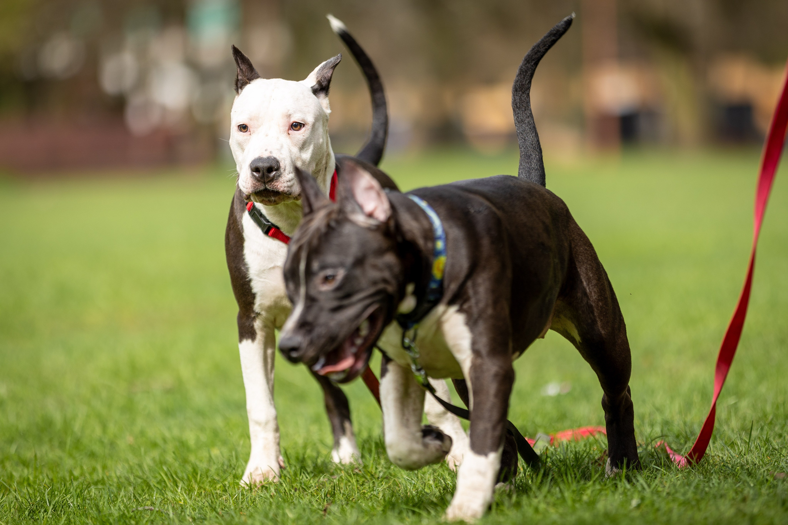 Афина и Мора, Стаффорды. Ирина Голомб|Фотограф-анималист в  Сочи и Калининграде