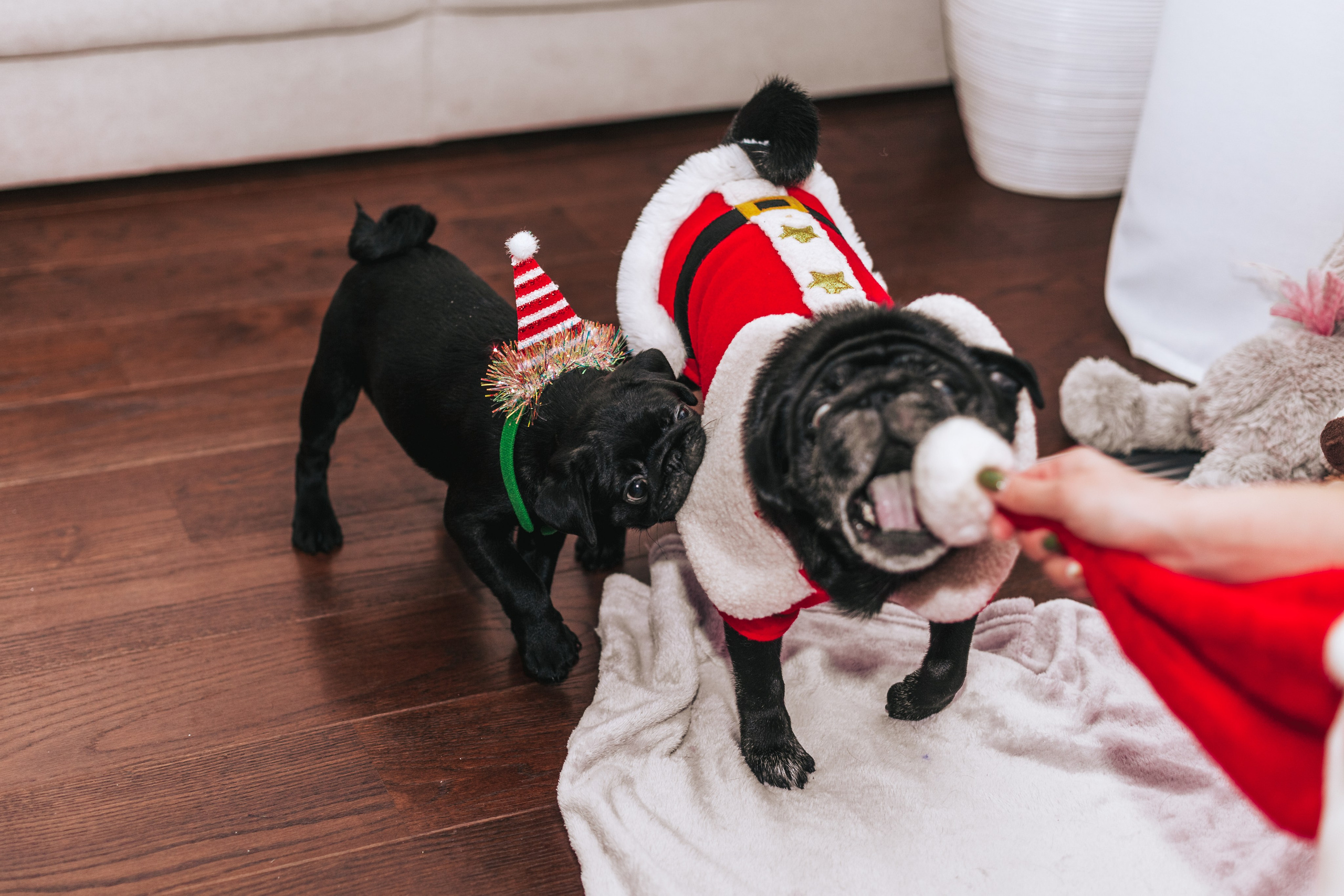 Домашняя фотосессия Оли и двух ее мопсов. Фотограф-анималист Татьяна Степанова