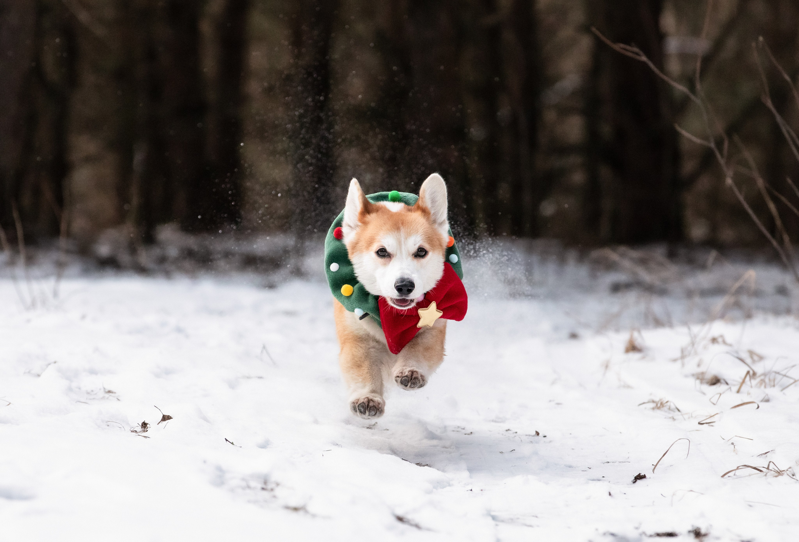 Даша и Дживс. Фотограф-анималист Смирнова Клеопатра|Москва