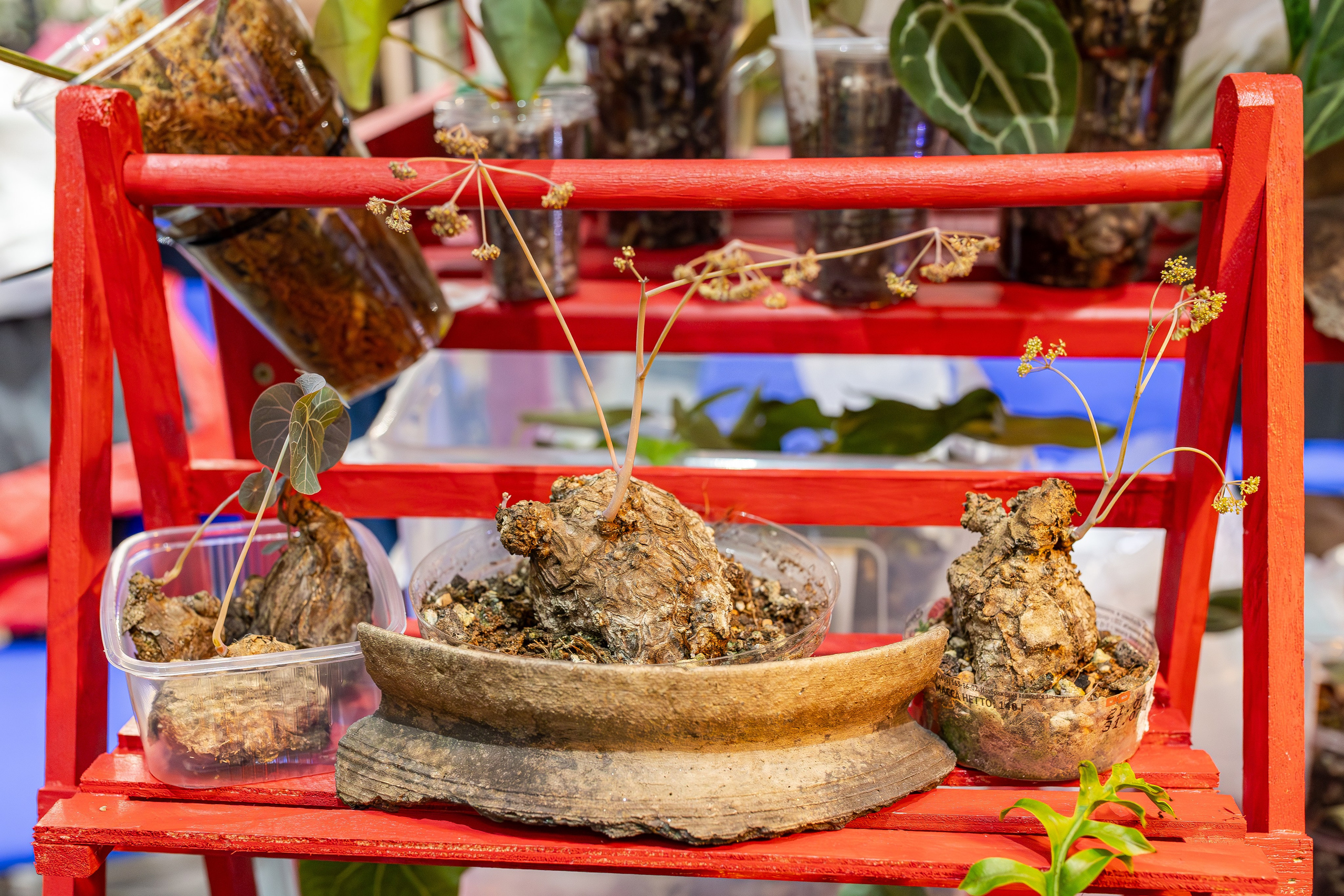 Монстериум апрель 2026. Александра Куликова фотограф, Москва