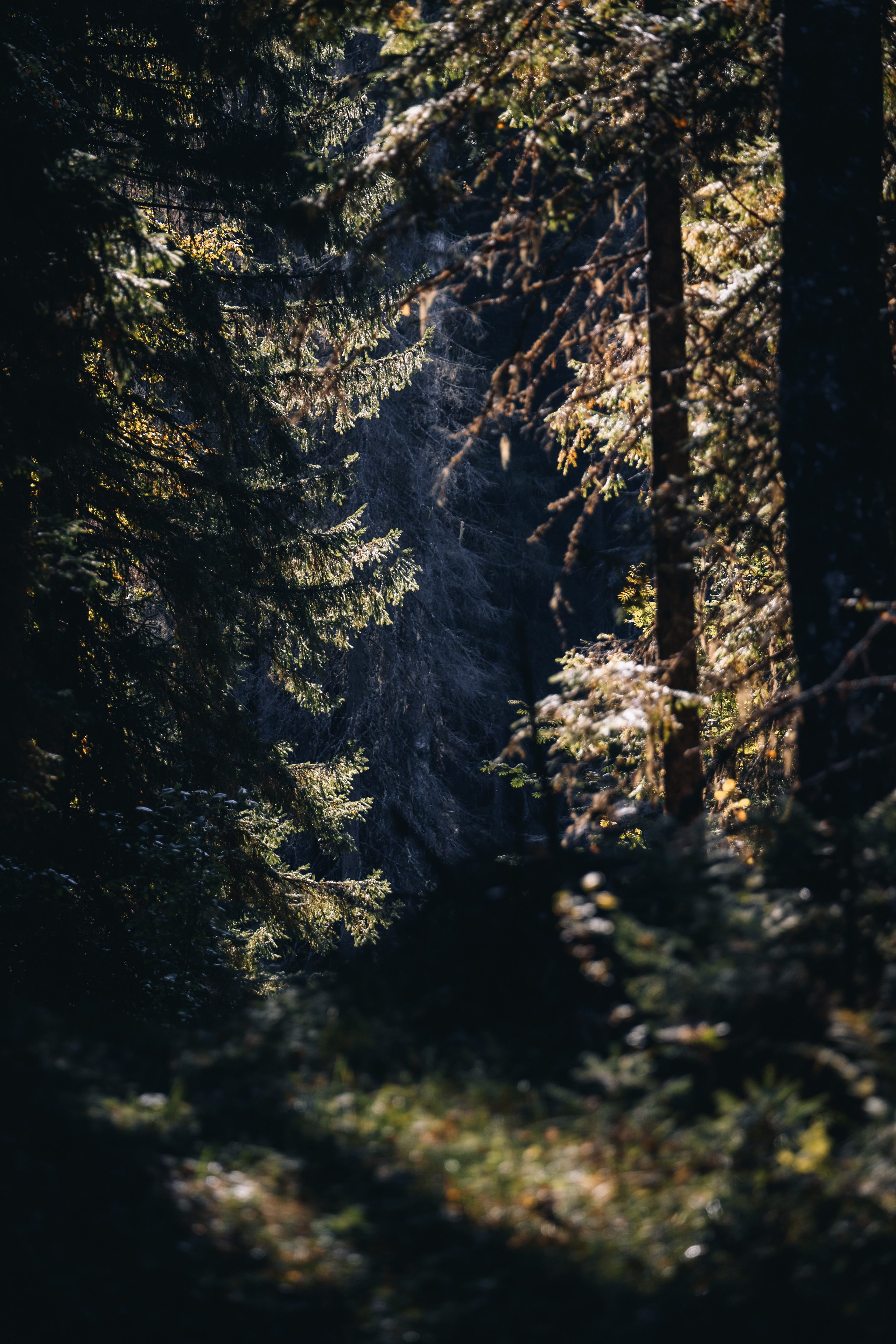 Кенозерье. Фотограф Александр Решня