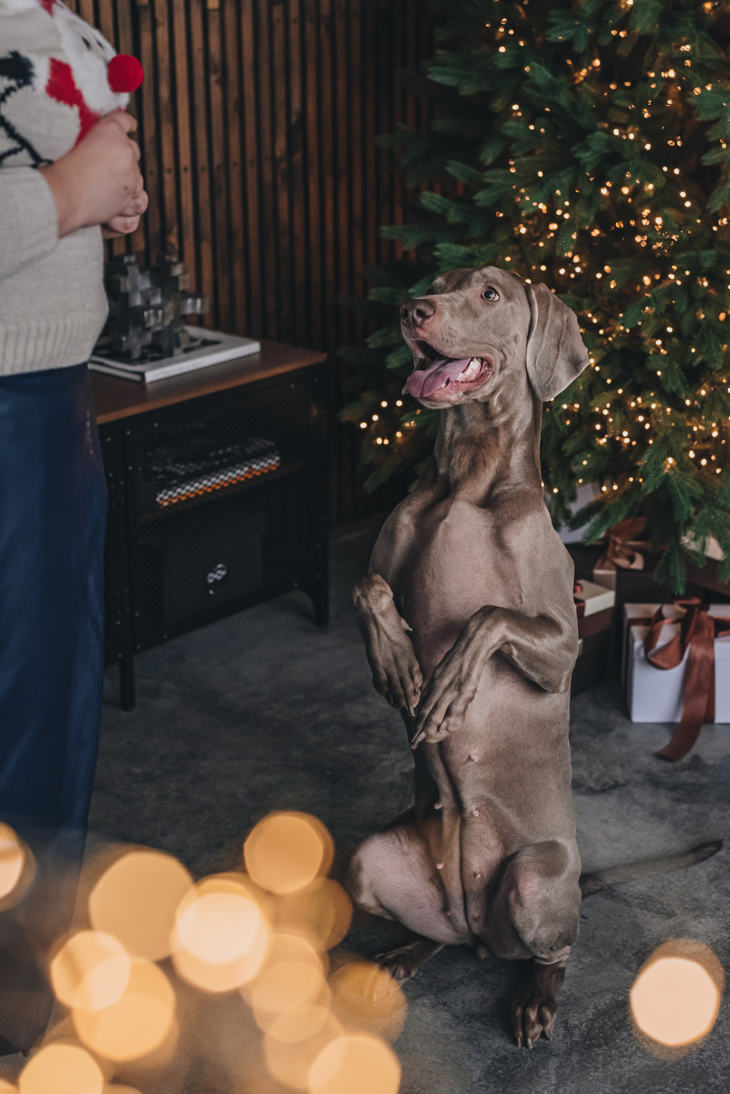 Marta, Sasha & Lady. Natalia Finch Photography — Family, Kids & Pet Photographer in Chicago, IL