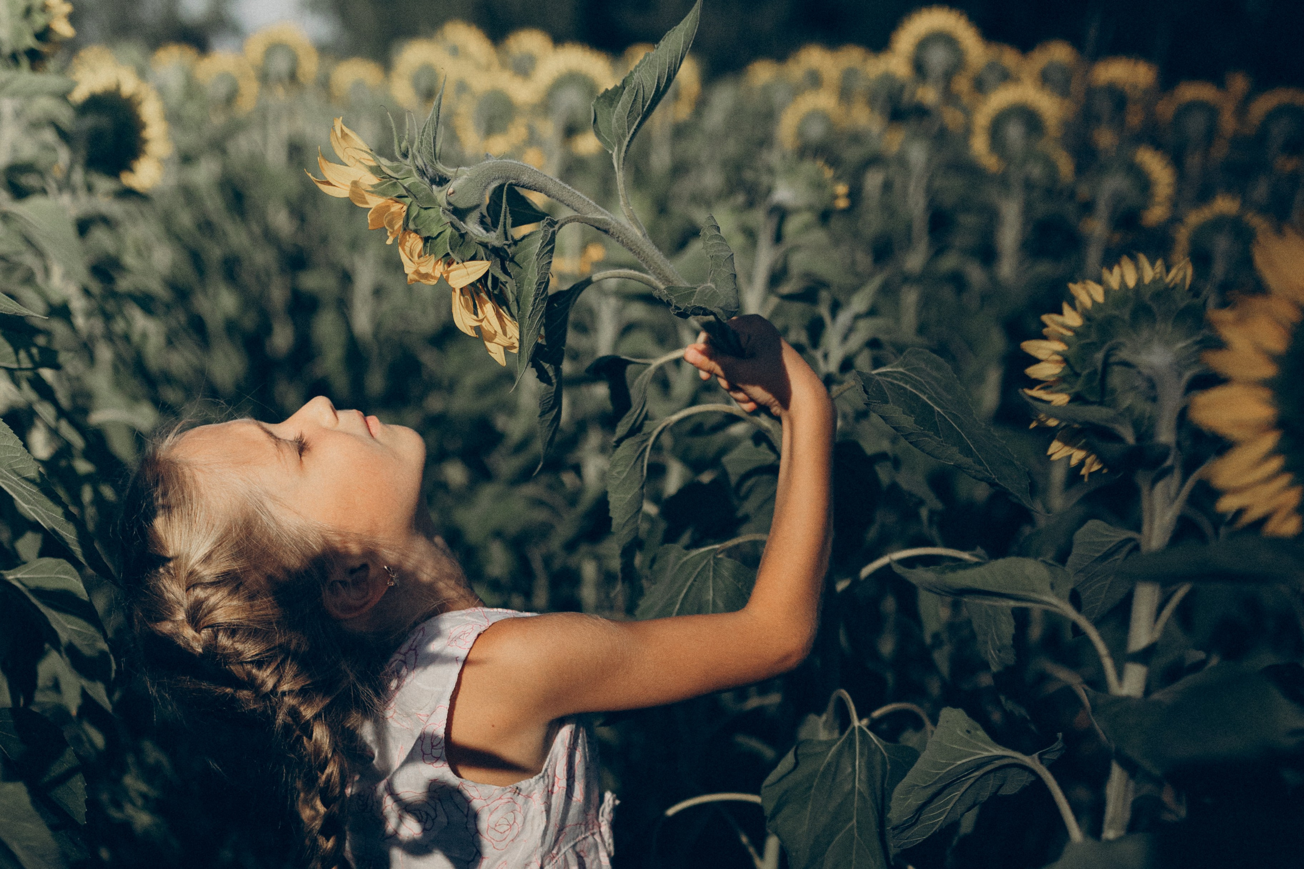 Дети и подсолнухи. Семейный фотограф lifestyle в Новосибирске Елена Шпилевая