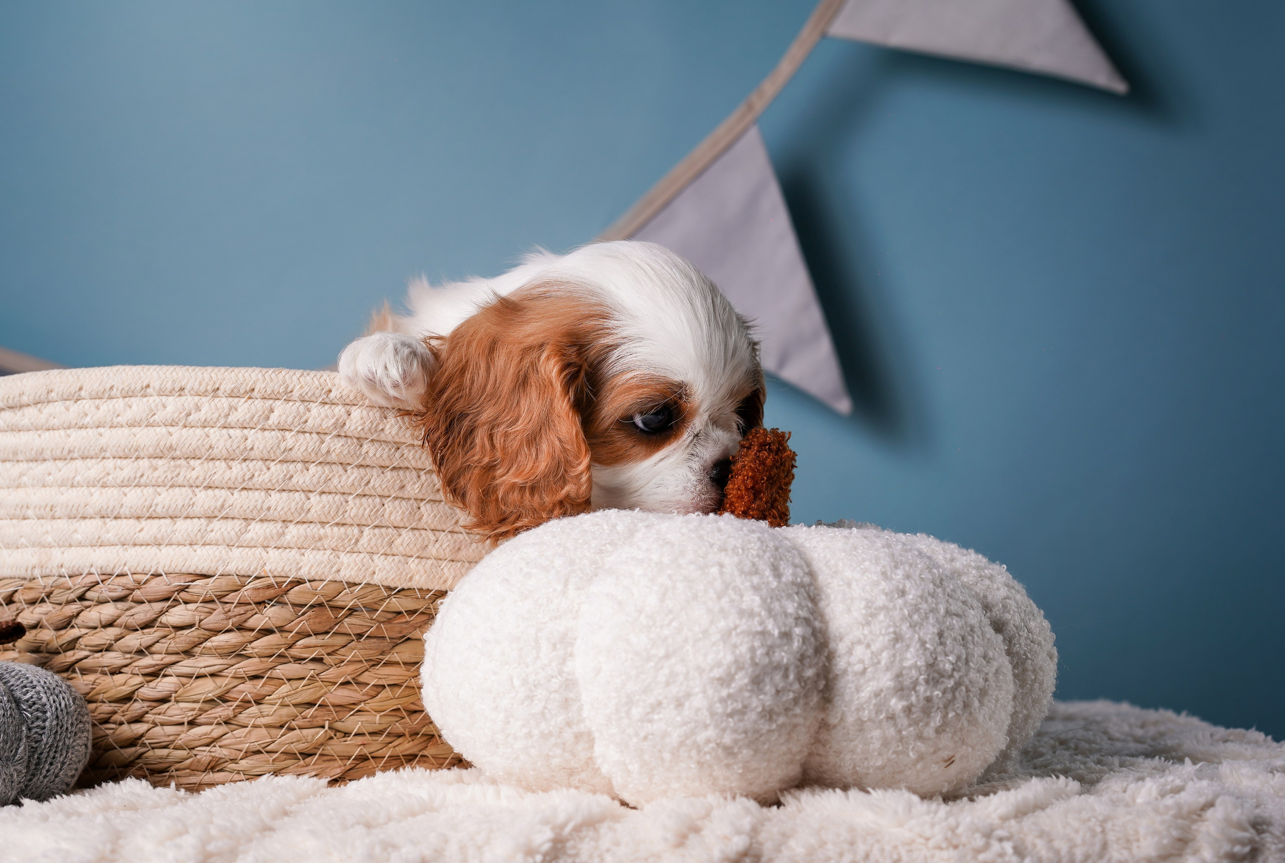 Щенки кавалера. Фотограф-анималист в Санкт-Петербурге Яна Мартынова