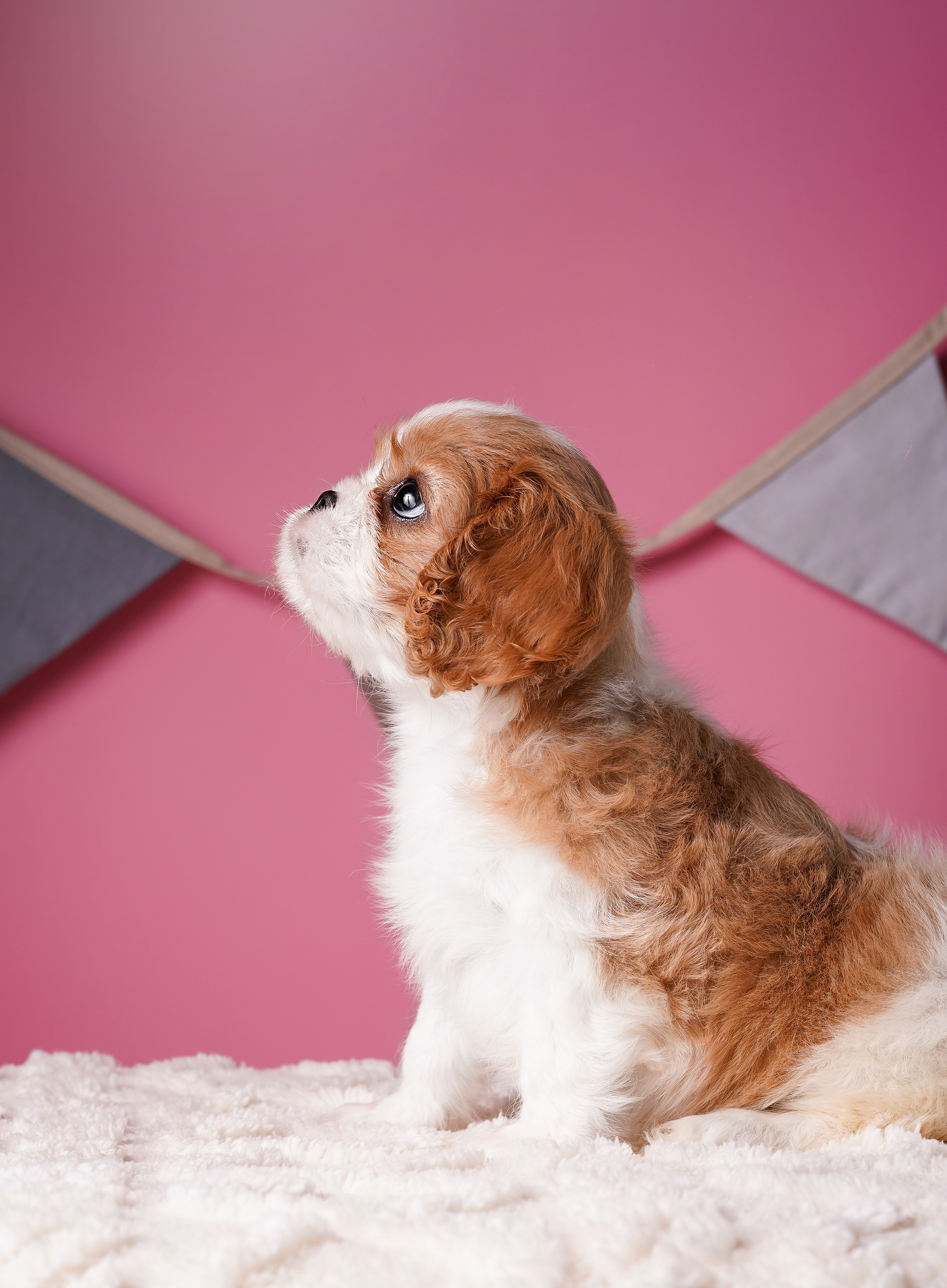 Щенки кавалера. Фотограф-анималист в Санкт-Петербурге Яна Мартынова