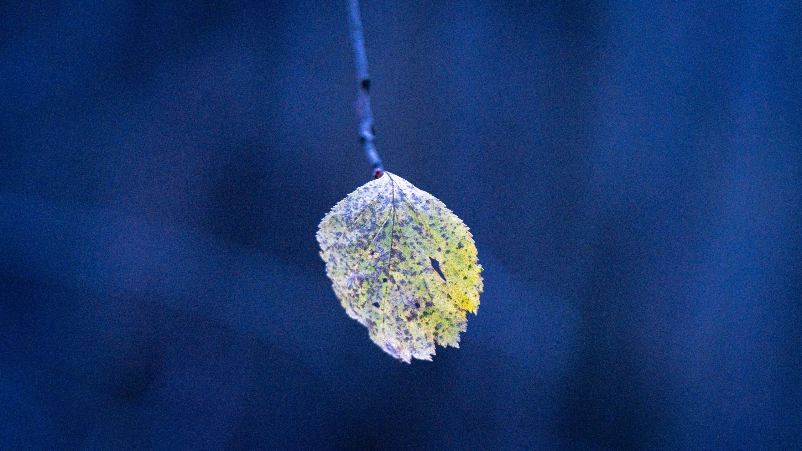ПЕРЕДЕЛКИНО. ПОБУДЬ ЗДЕСЬ И ЦЕЛЕЕ БУДЕТ ЭТОТ МИР
