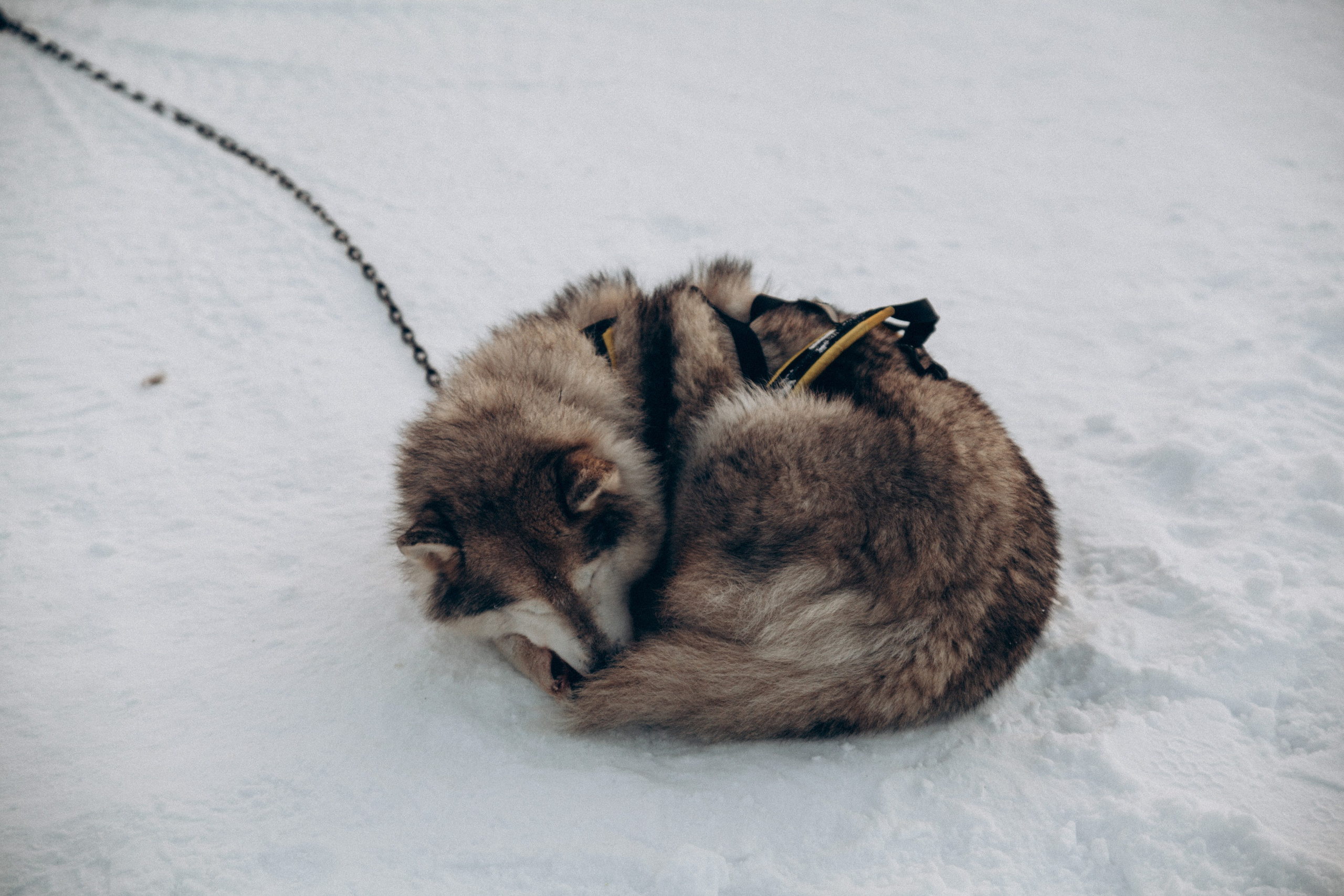 Териберка 2025. Репортажный и детский фотограф в Минске