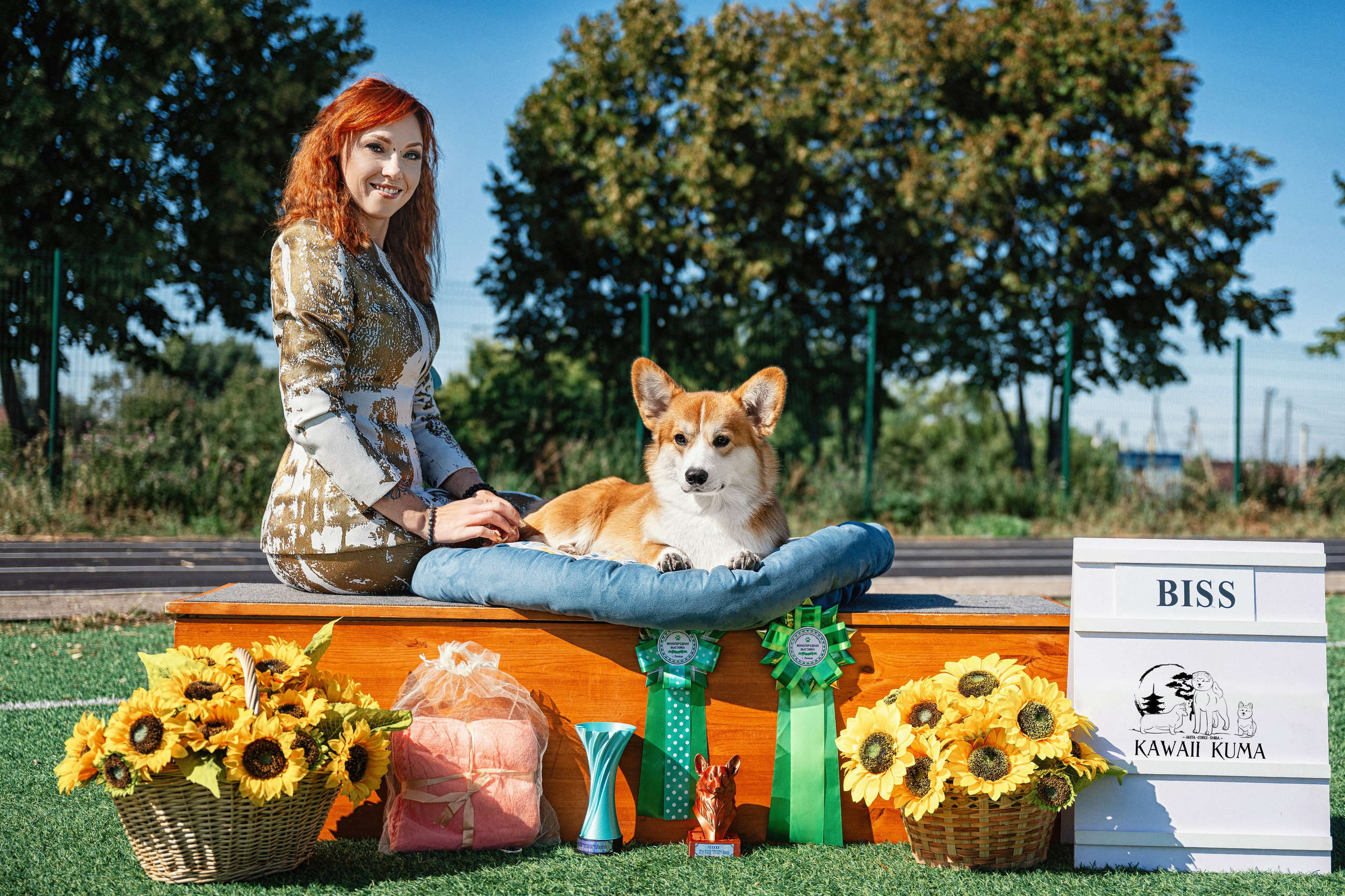 КОРГИ. Kawaii Kuma питомник собак пород Корги пемброк, Акита ину, Сиба