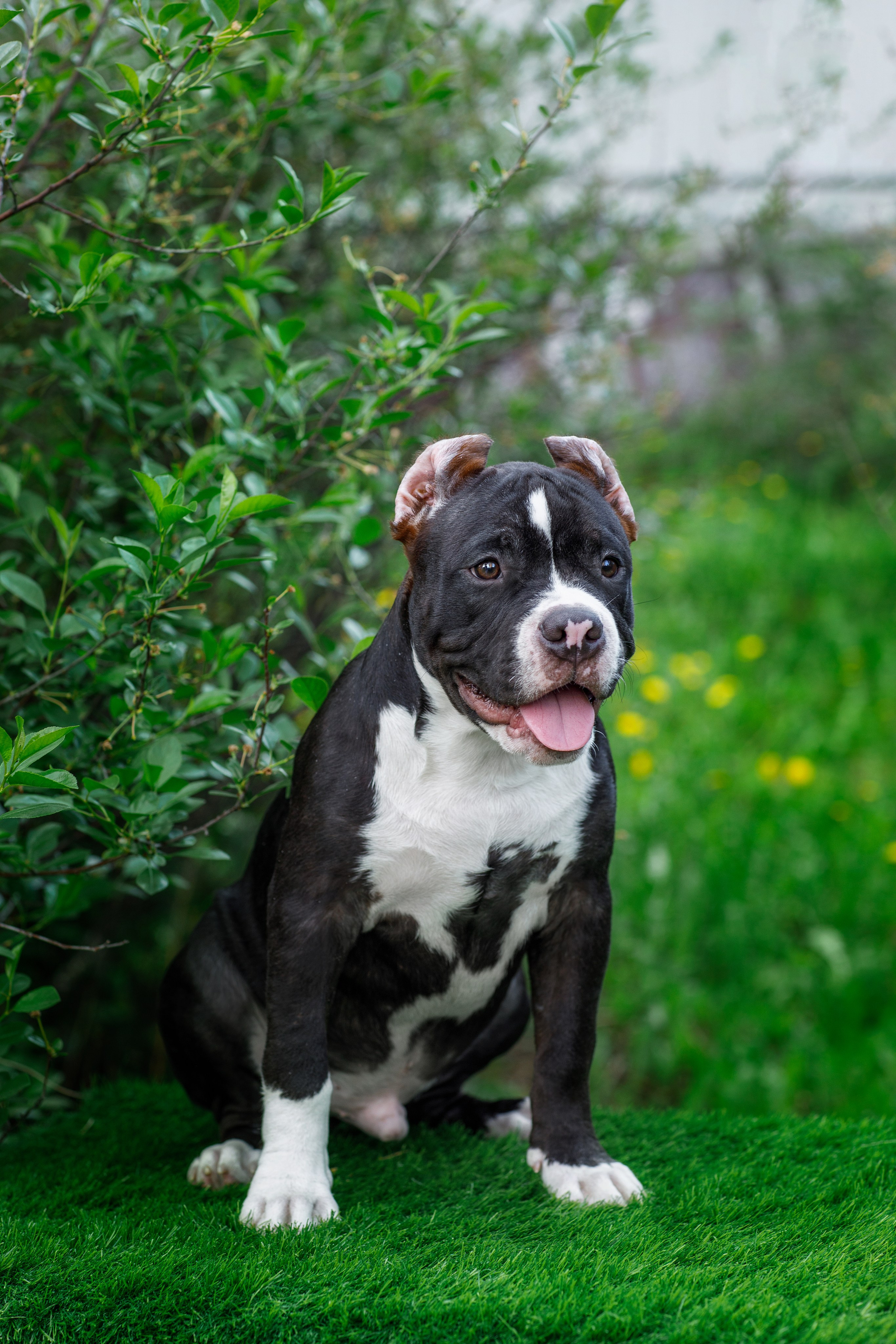 Фотосессия щенков. Фотограф для Вашей собаки