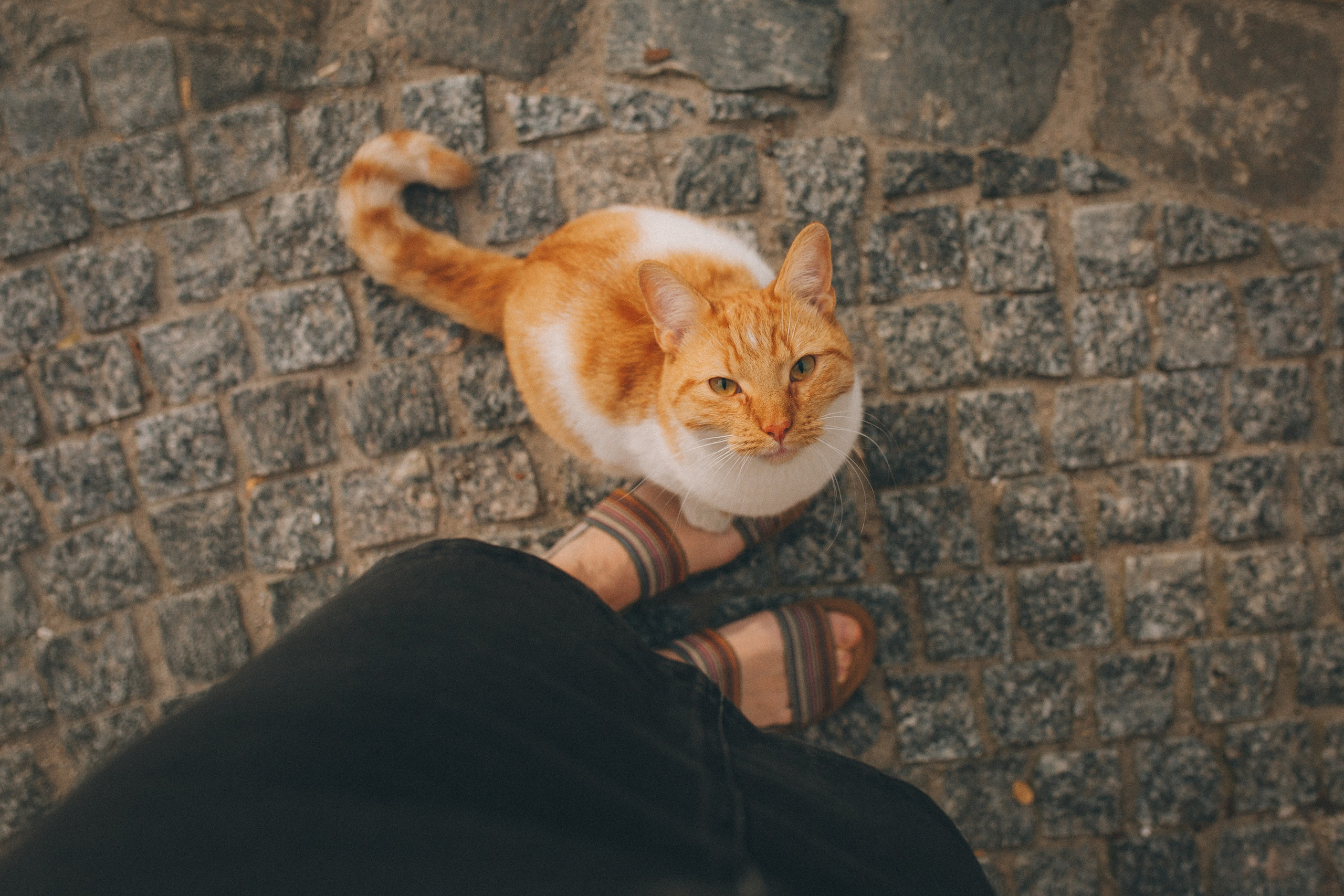 Коты Зеленоградска. Фотограф Зеленоградск Красильникова Елена