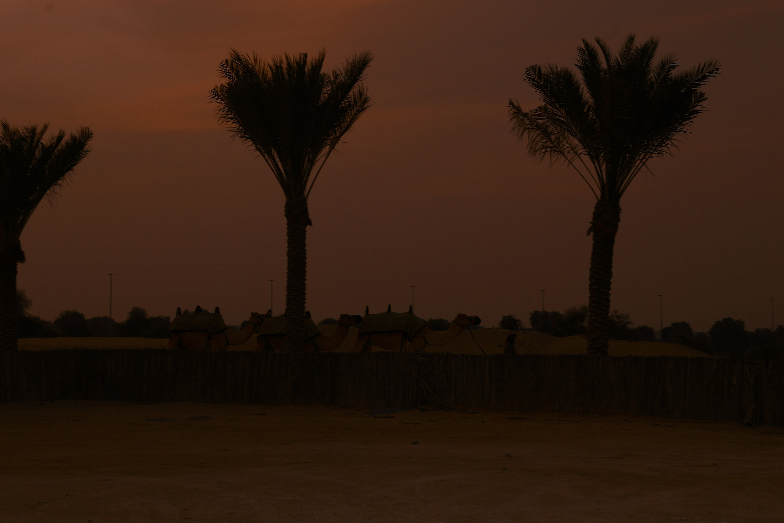 ПУСТЫНЯ. Свадебный фотограф Сочи Москва Дубай Снежана Магрин