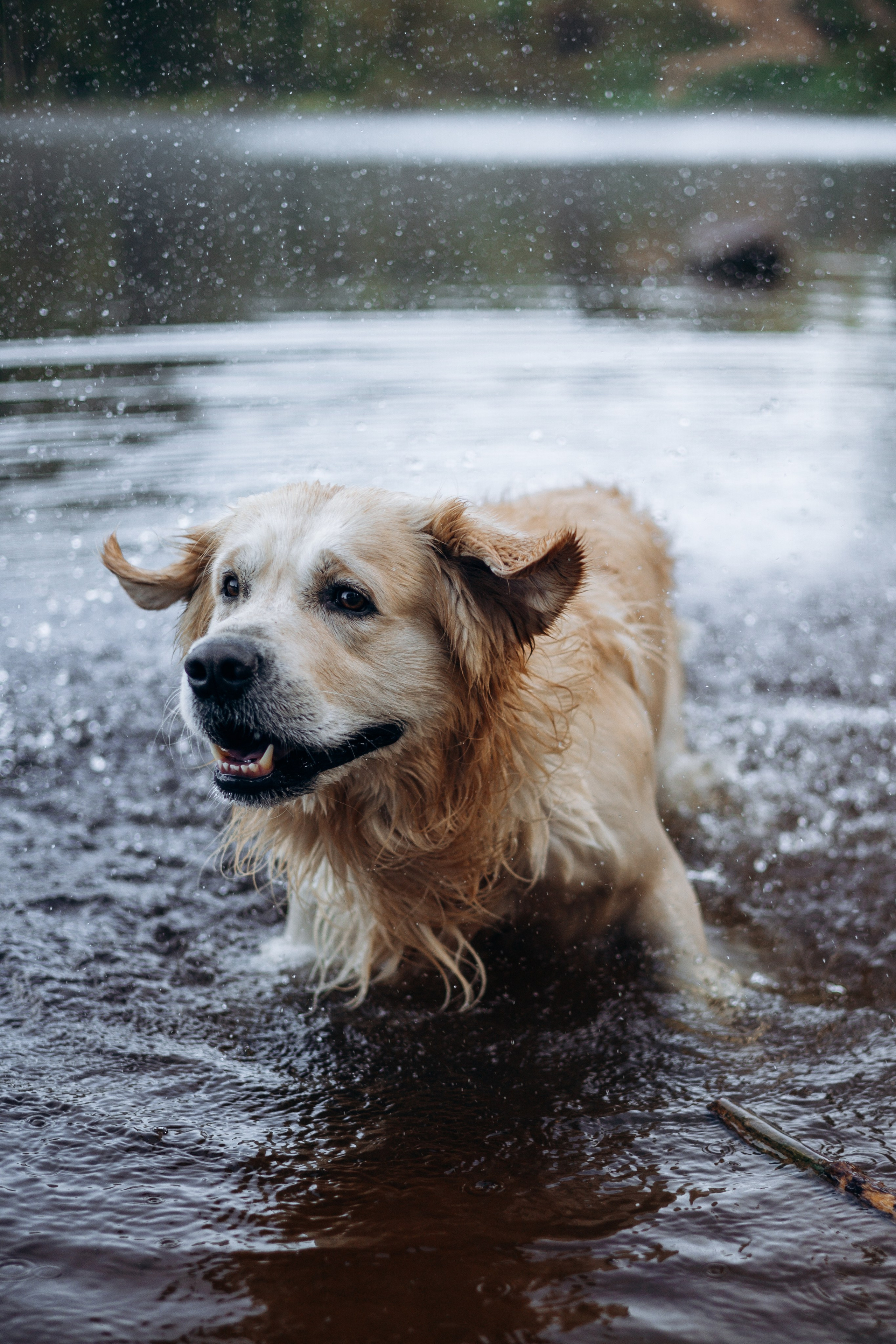 Лёва и его семья. Фотограф — Анималист | Санкт-Петербург