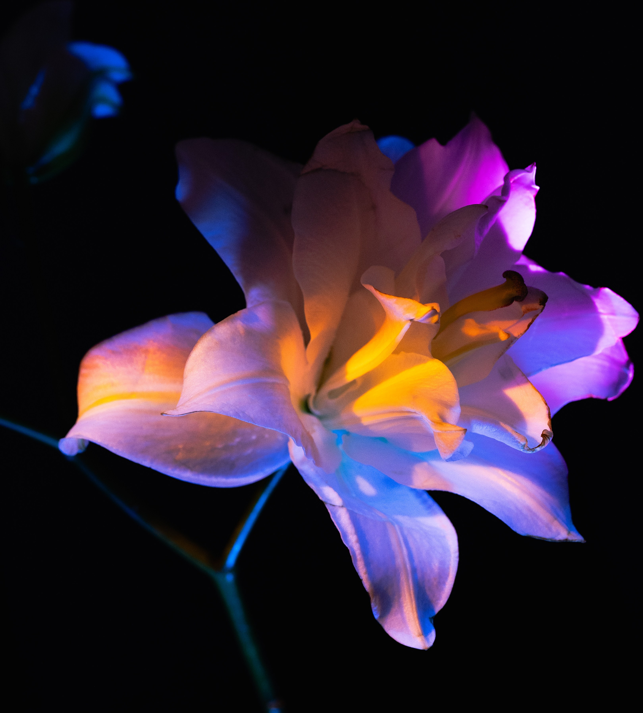 Shades of Bloom. Фотограф в Алматы Анастасия Новоселова